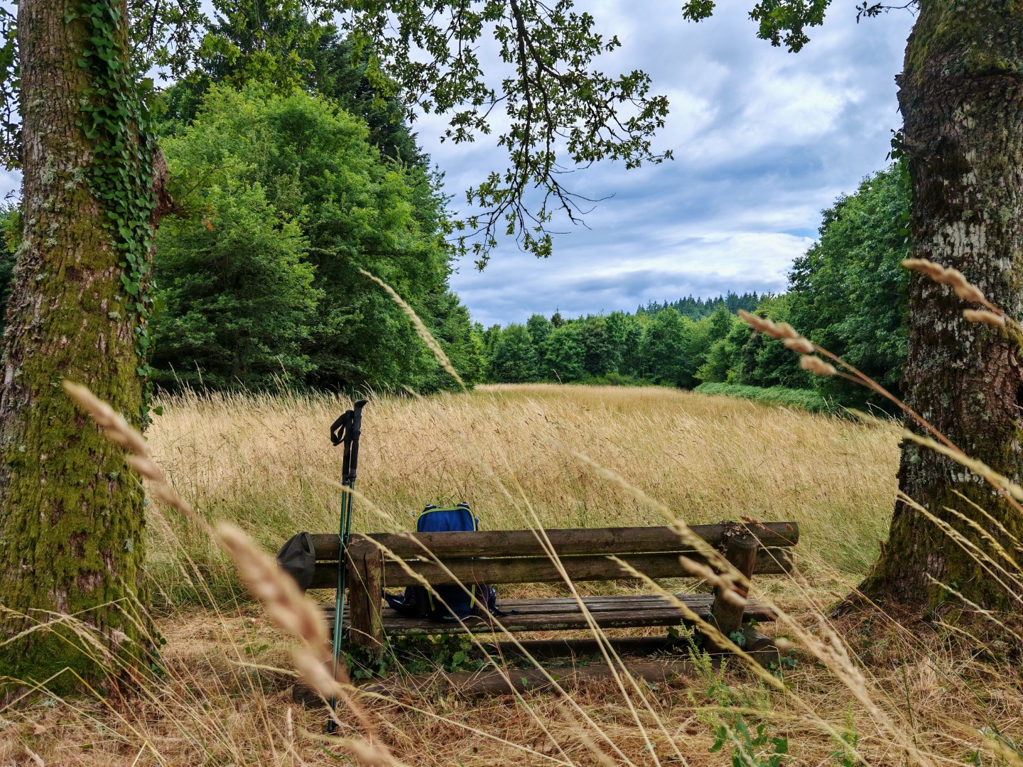 Circuit Pédestre N°52 : La Forêt de Chantegris, Saint-Junien-la-Bregère - photo 2