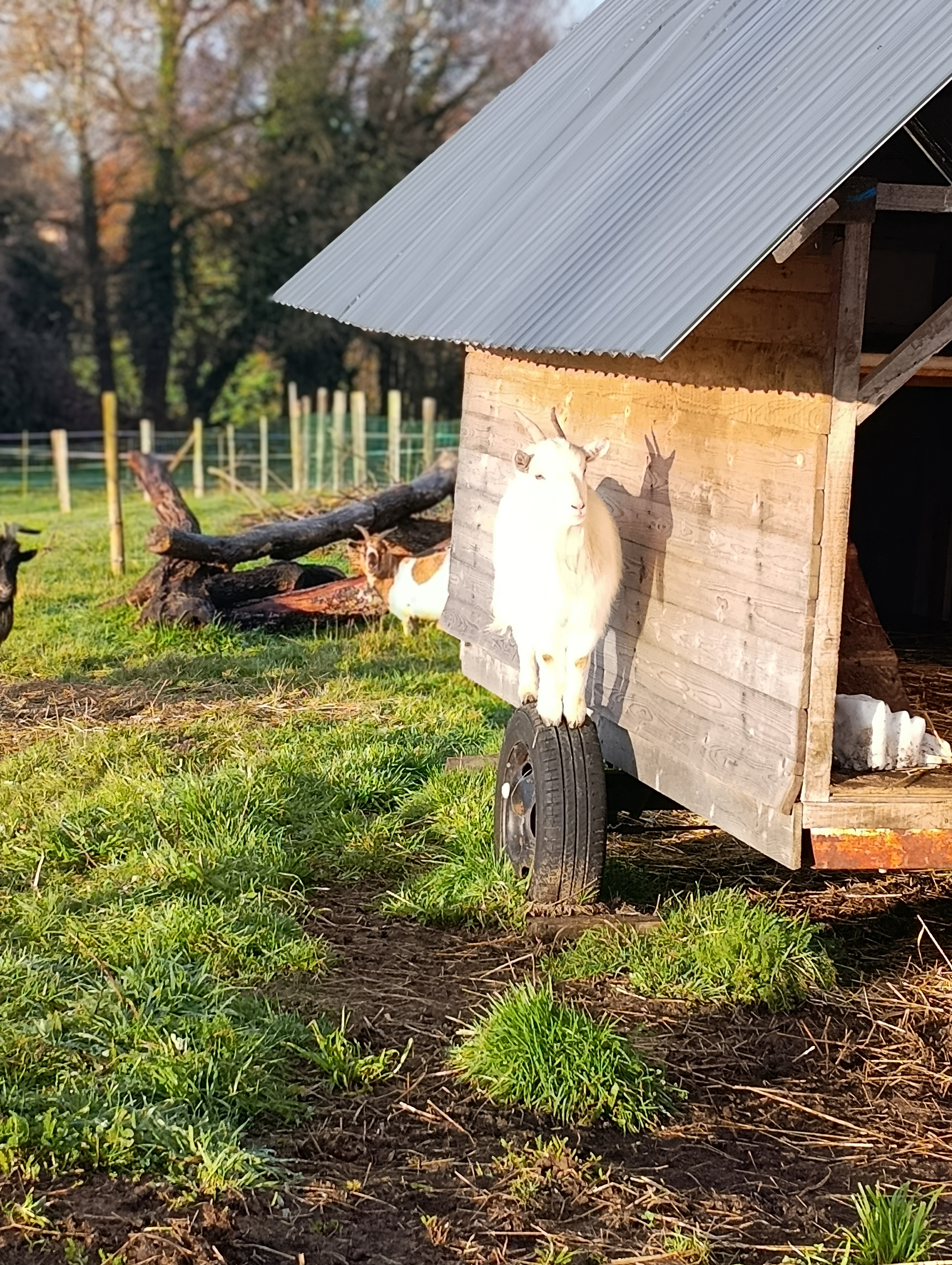 Ferme pédagogique : Au pré du vivant, Beyssenac