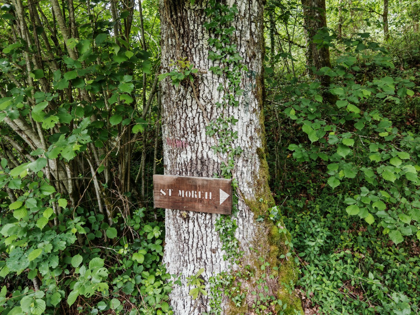Randonnée pédestre : circuit du Goupil, Saint-Moreil - photo 4
