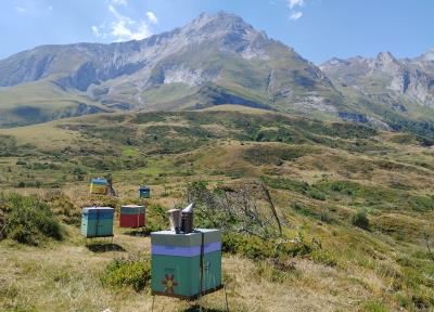 Découverte de l' apiculture