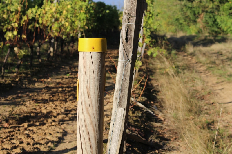 Boucle de Pécharmant - Bergerac, Bergerac - photo 3