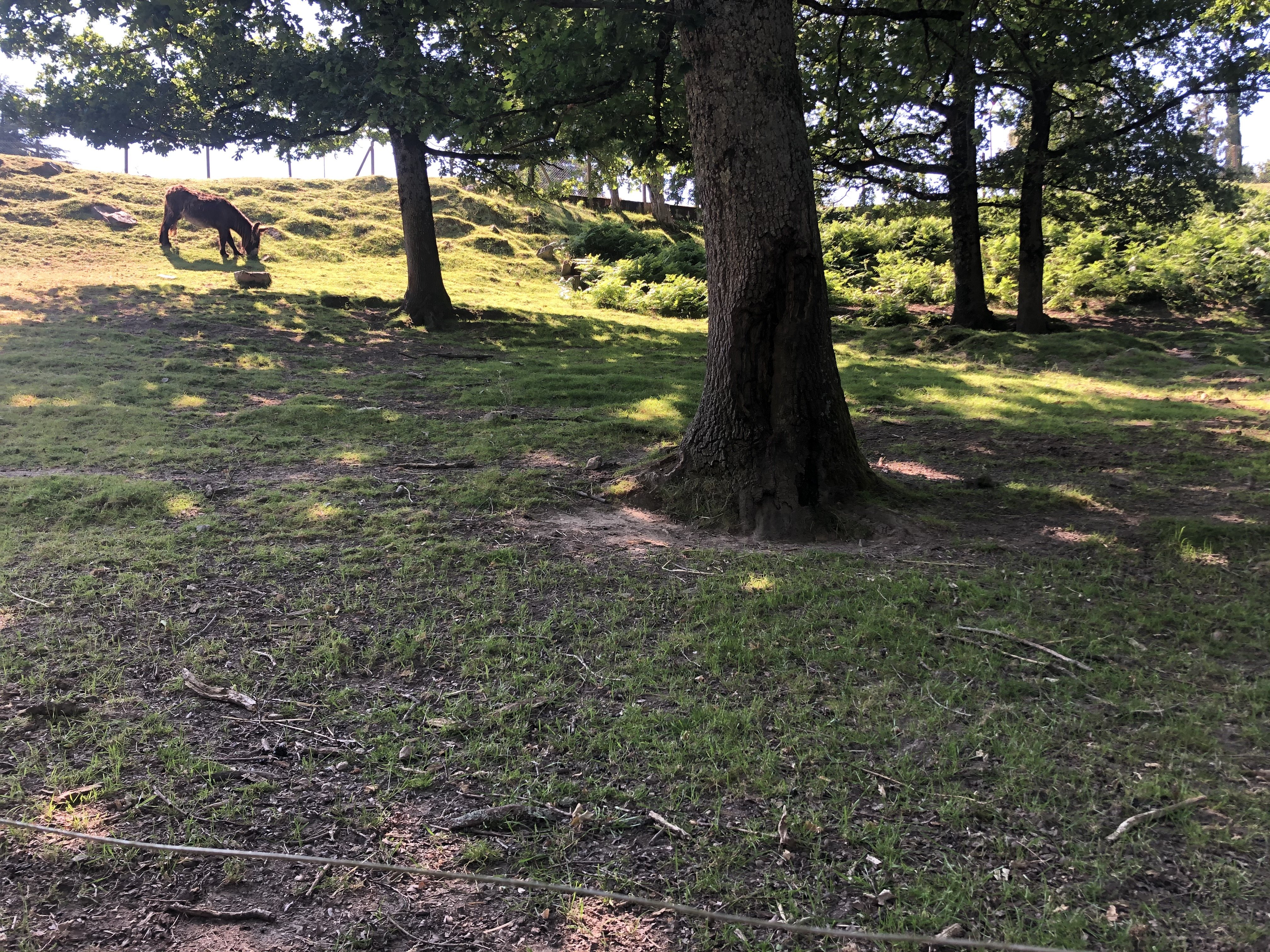 Parc animalier, Châtillon-sur-Thouet