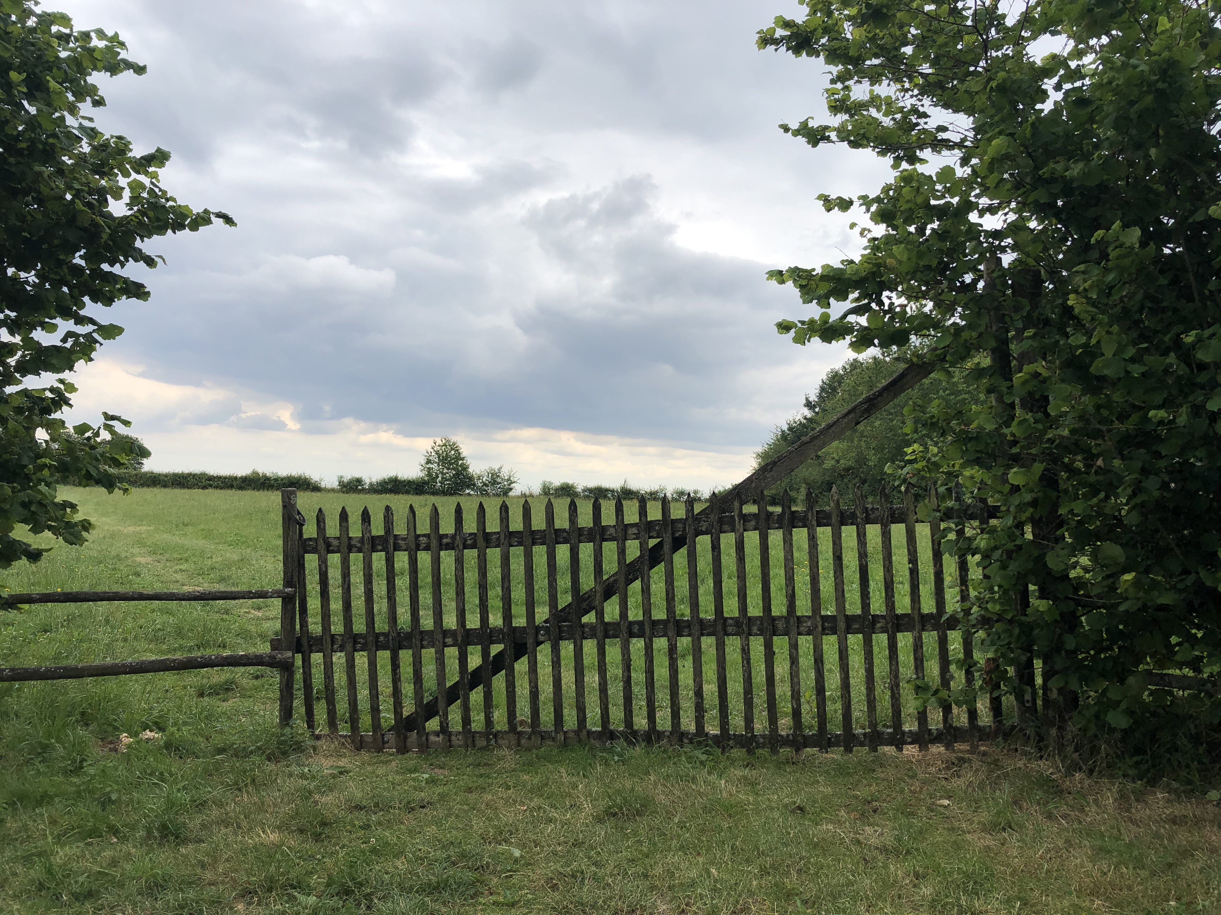 Terrier du Fouilloux