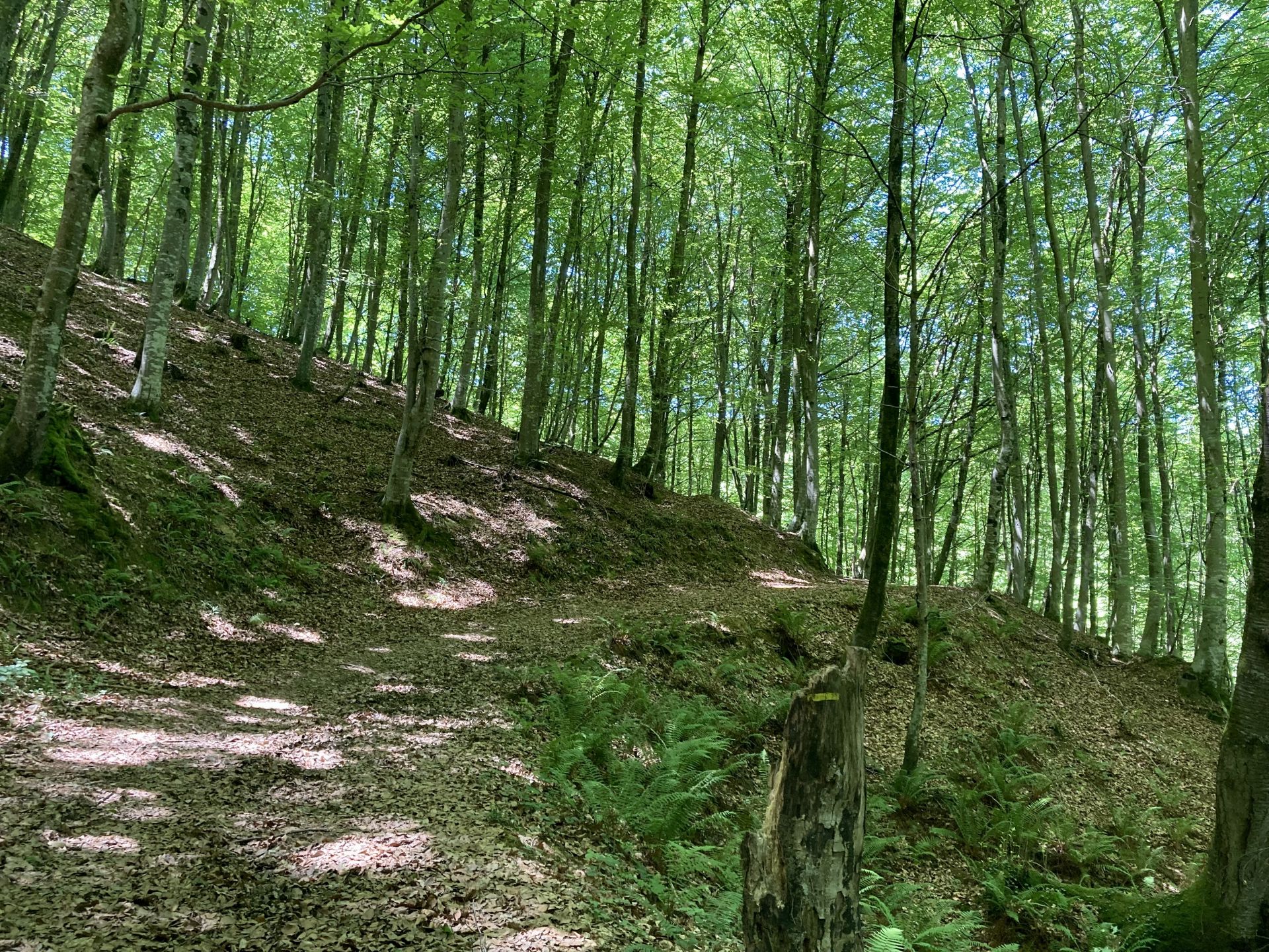 N°7 Barétous - Bois de Gouloume, Aramits - photo 12