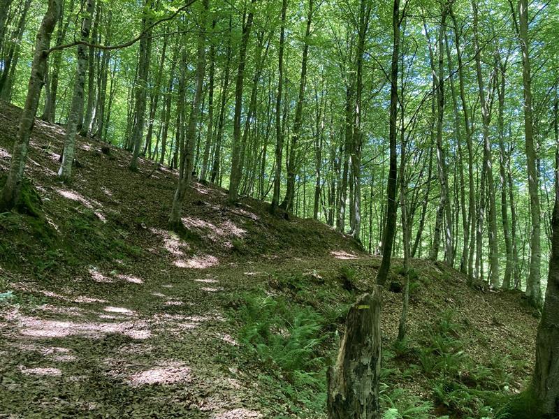 N°7 Barétous - Bois de Gouloume