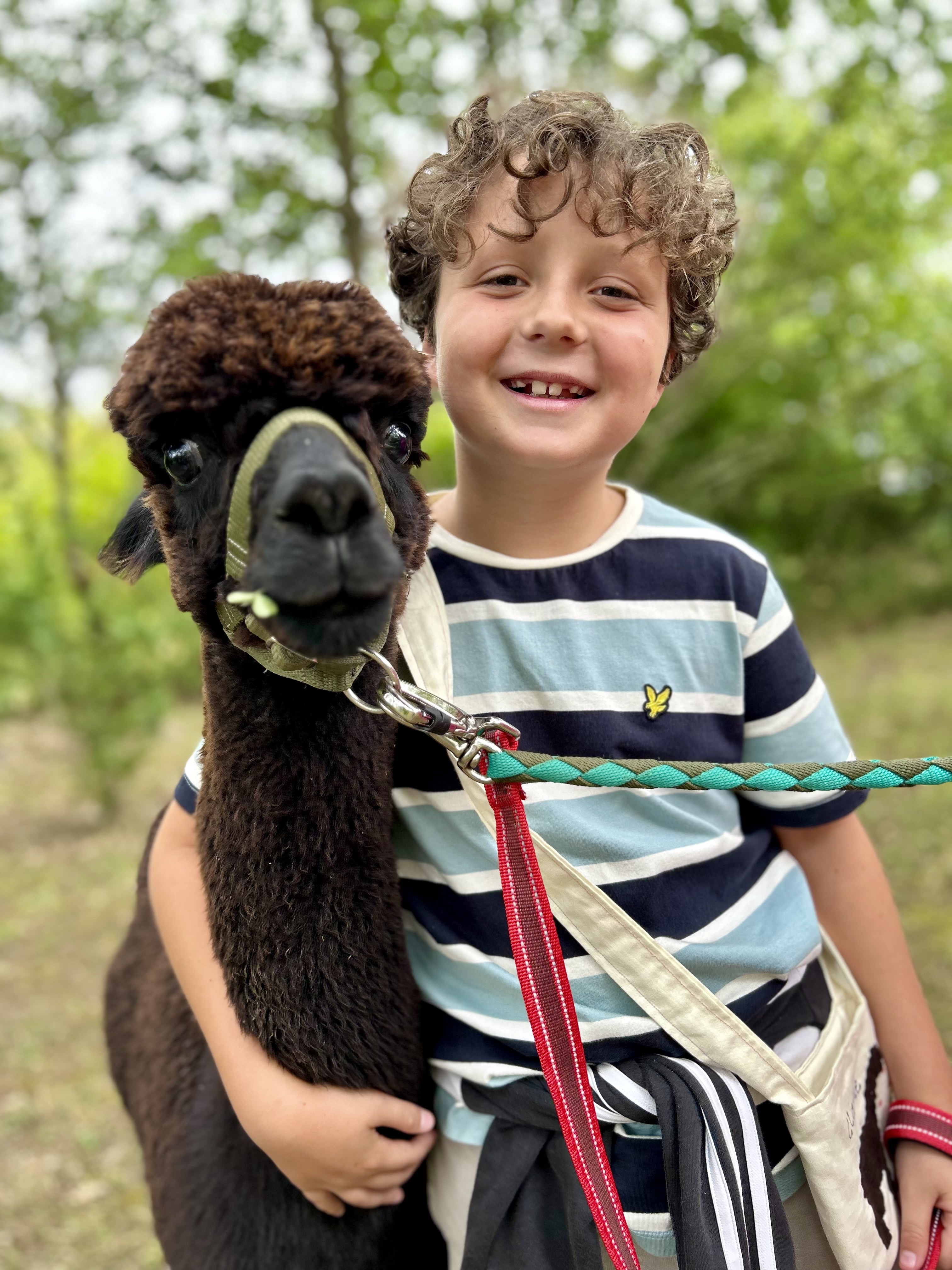 Promenade avec les Alpagas, Limalonges - photo 12