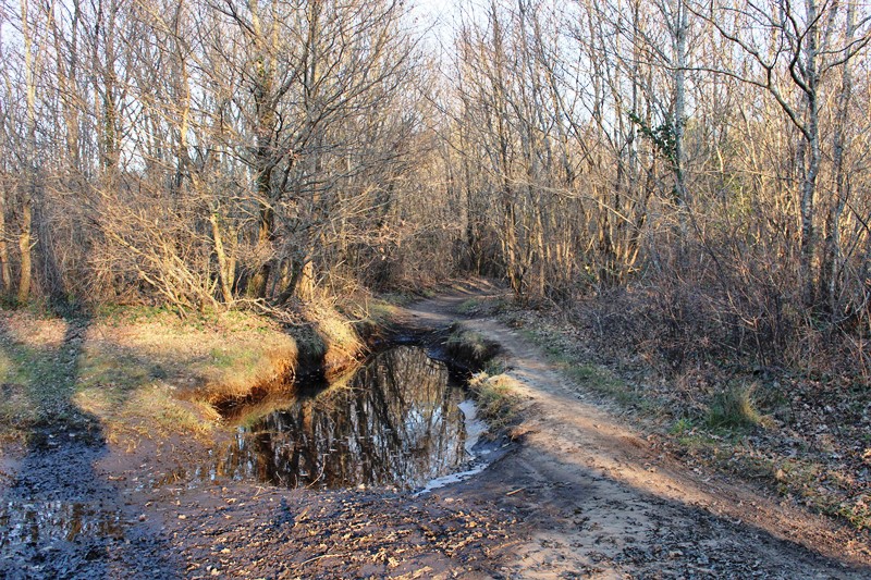 Chemin rives de la Leyre