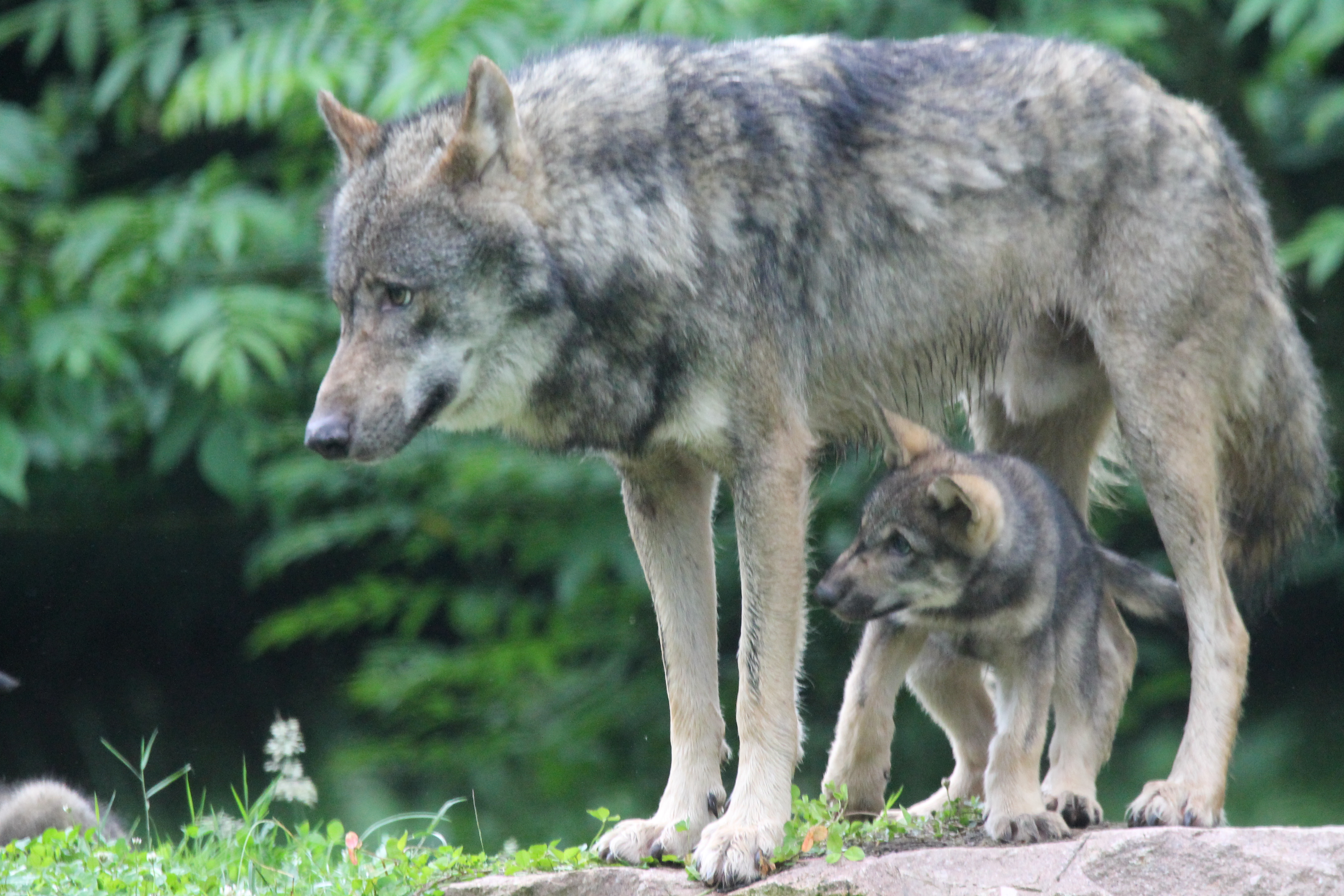 Les Lodges du Reynou, Le Vigen - photo 7