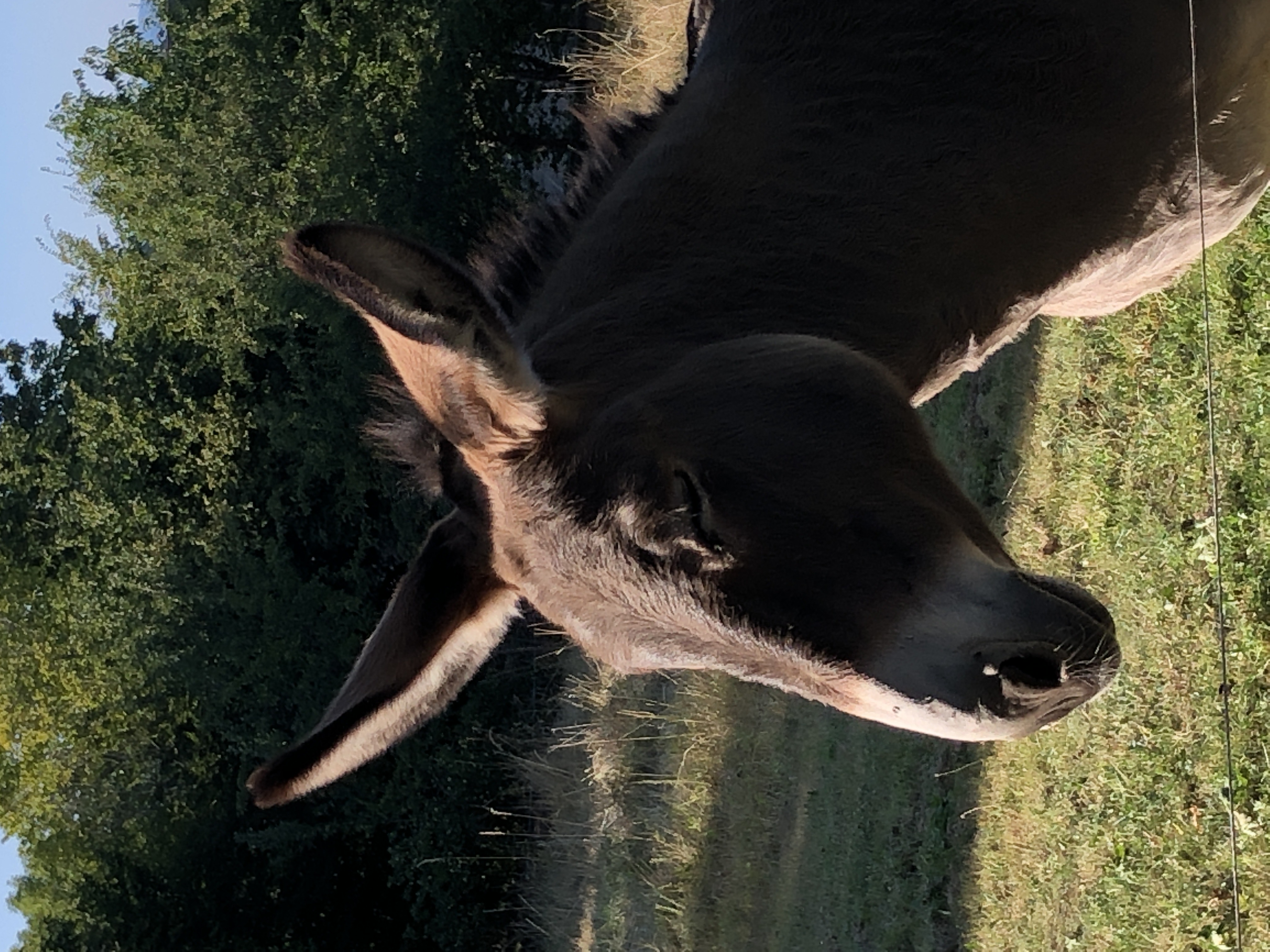 Château de Rilhac-Xaintrie, Rilhac-Xaintrie - photo 11