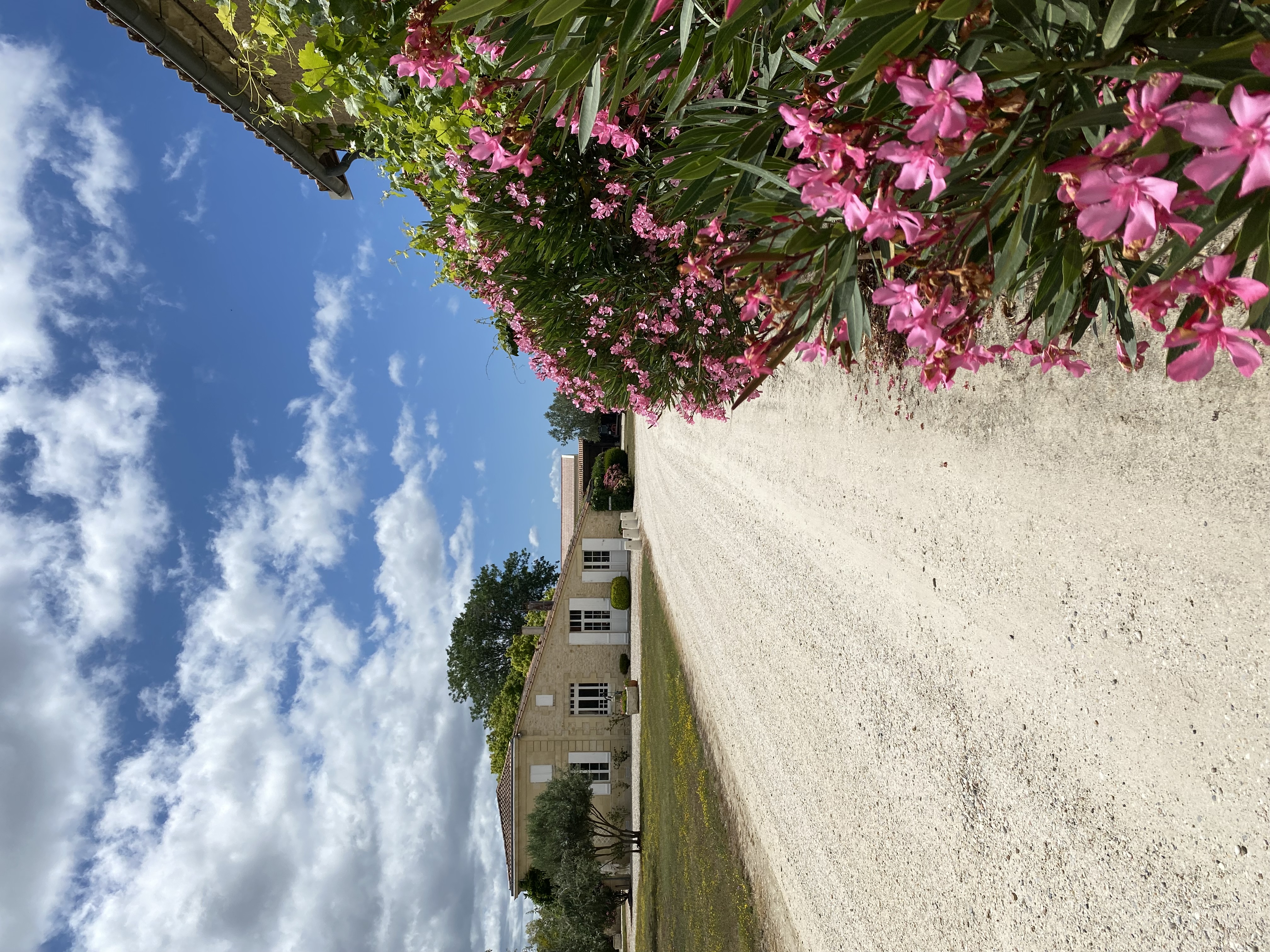 Château Noaillac - photo 3