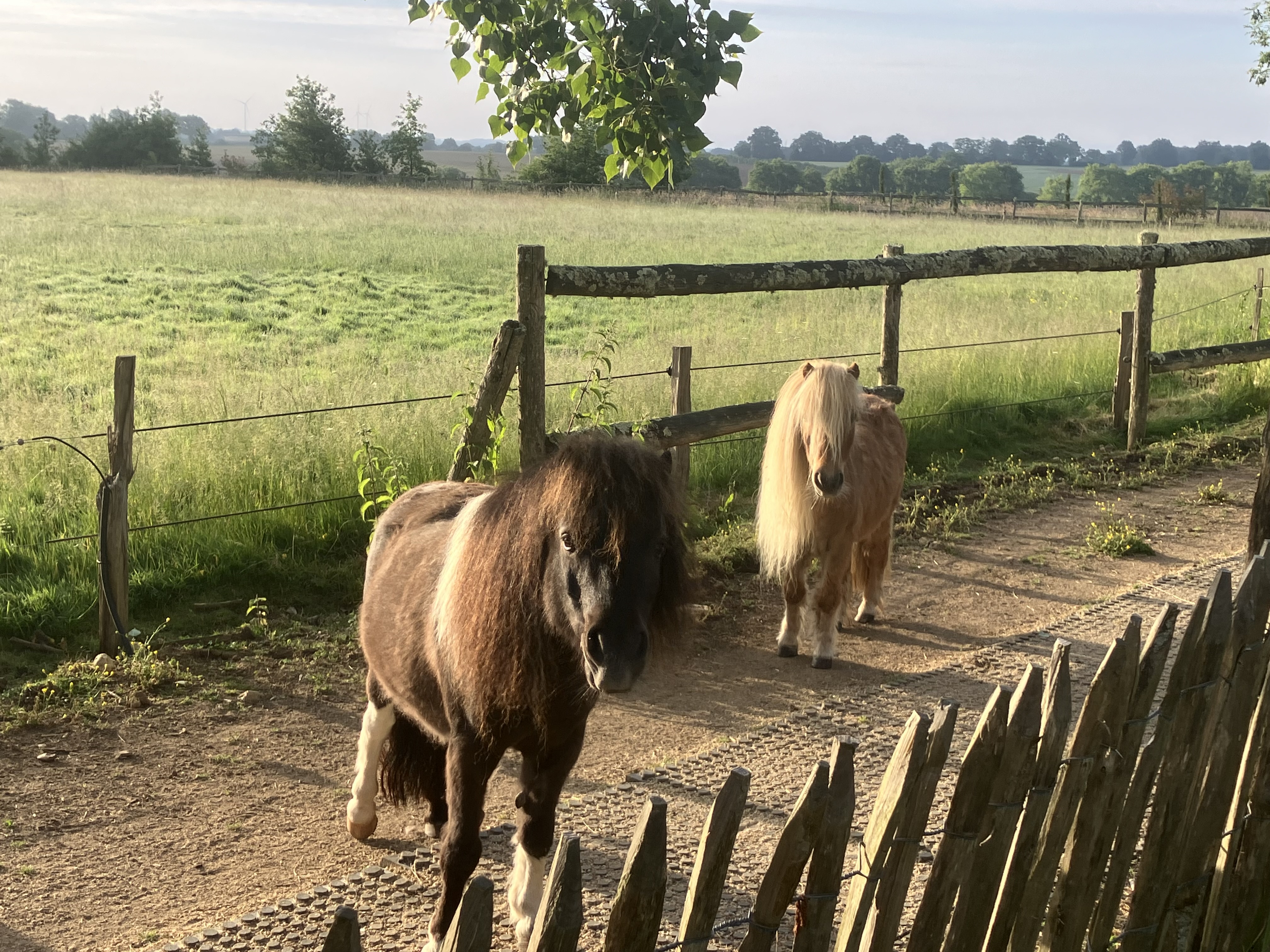 Le Maverick, Mauprévoir - photo 4