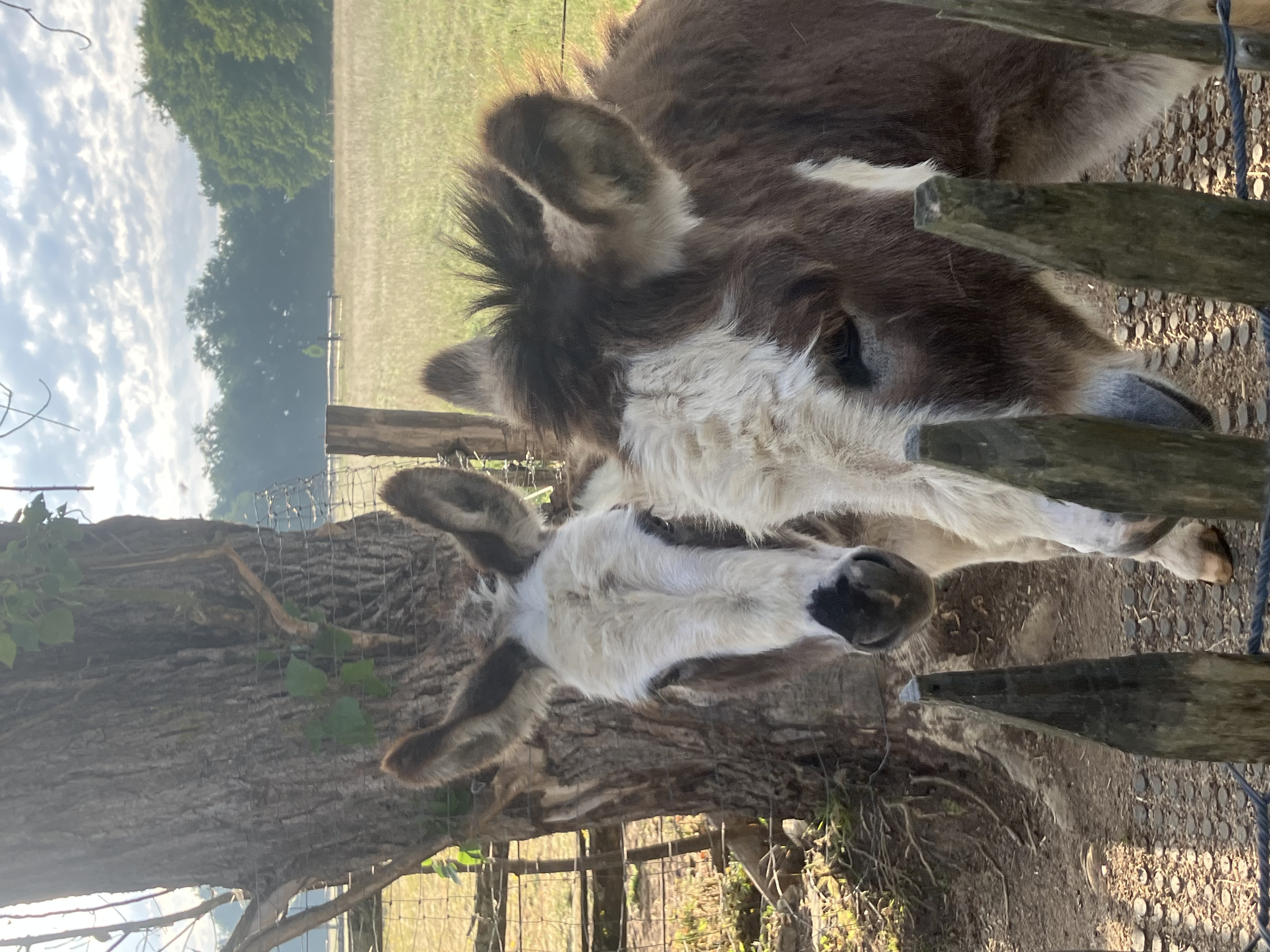 Le Maverick, Mauprévoir - photo 7