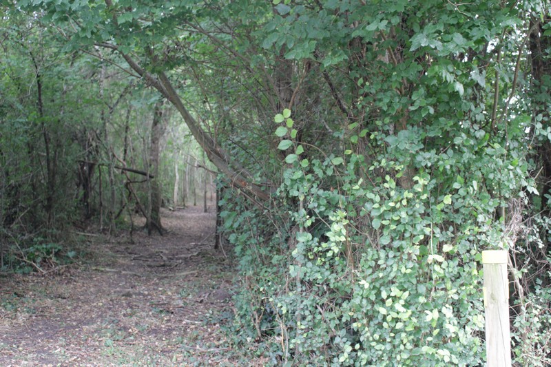 Boucle de Béluzie - Sainte Foy des Vignes - Ginestet, Ginestet - photo 4