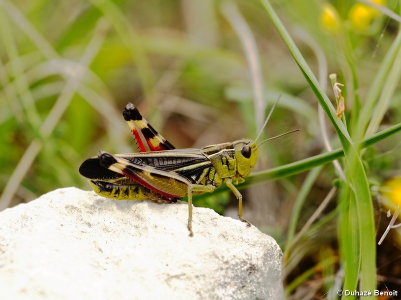 Les Pelouses Sèches - photo 5