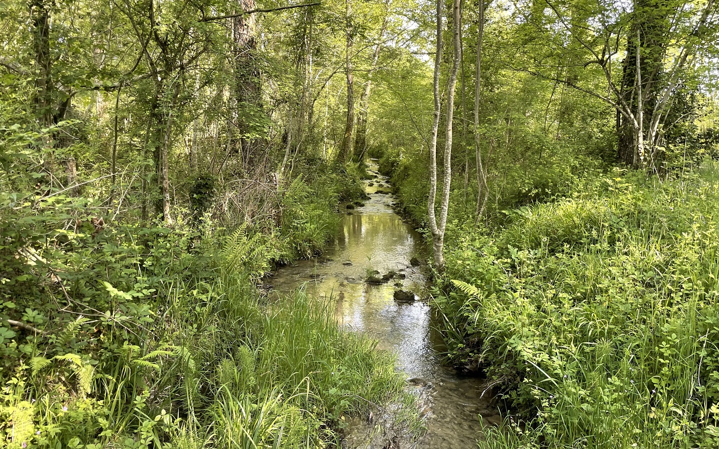 N°86 Richette, Ogeu-les-Bains - photo 8