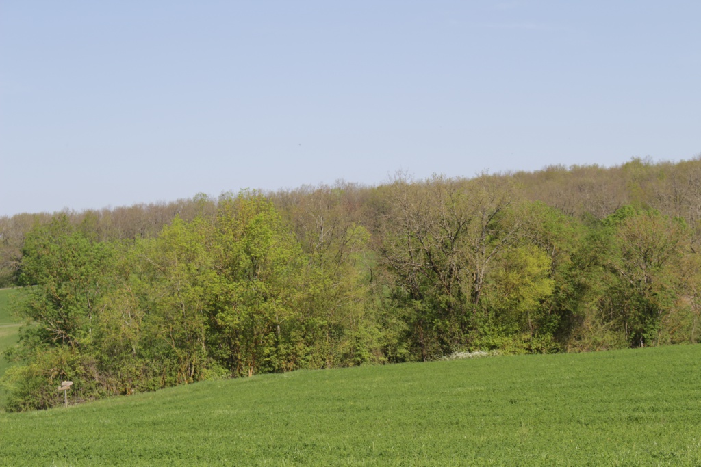 Boucle du Bois Barré - Singleyrac, Singleyrac - photo 2