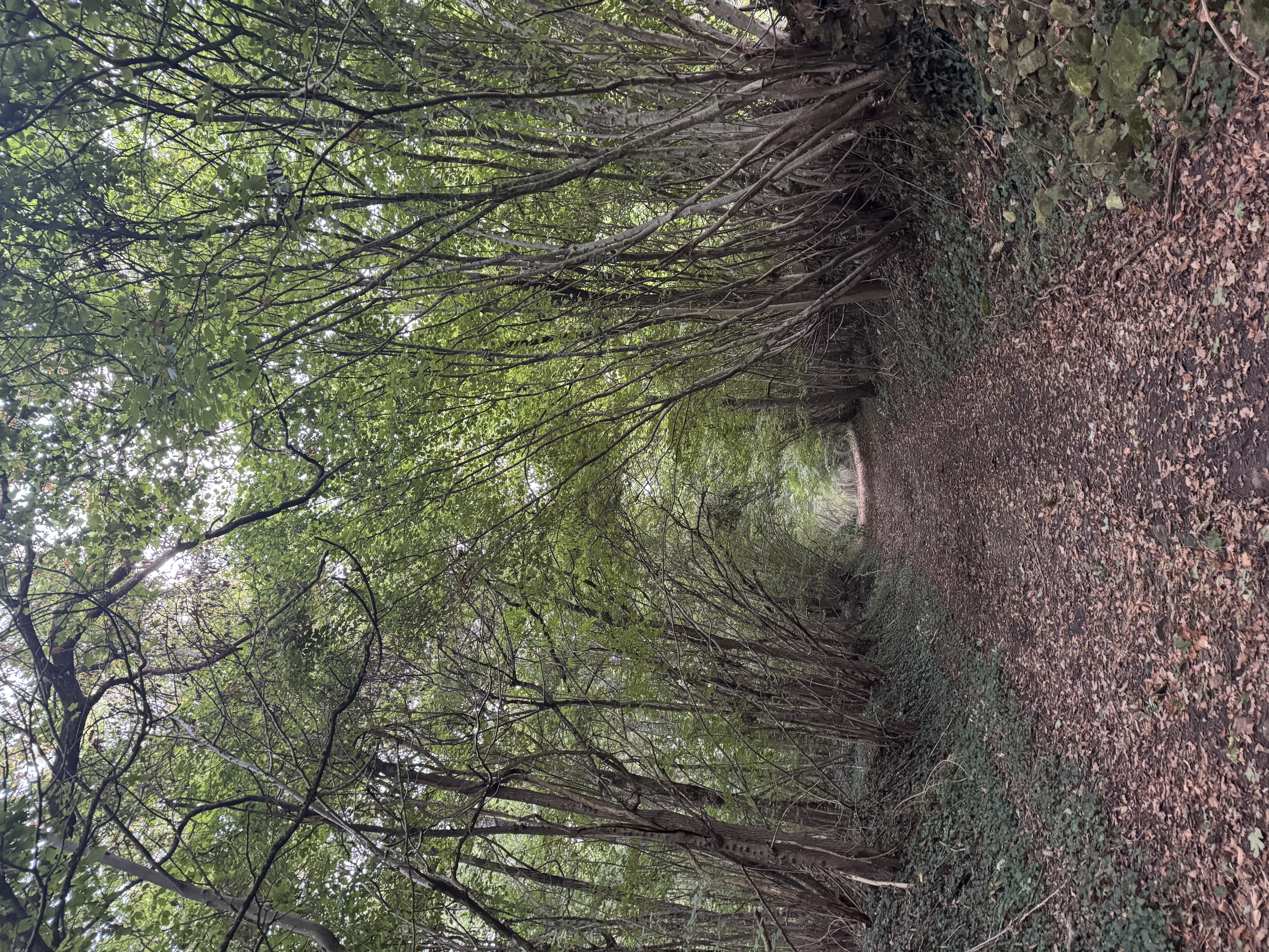 Boucle VTT Saint-Sulpice, Oyré - photo 2