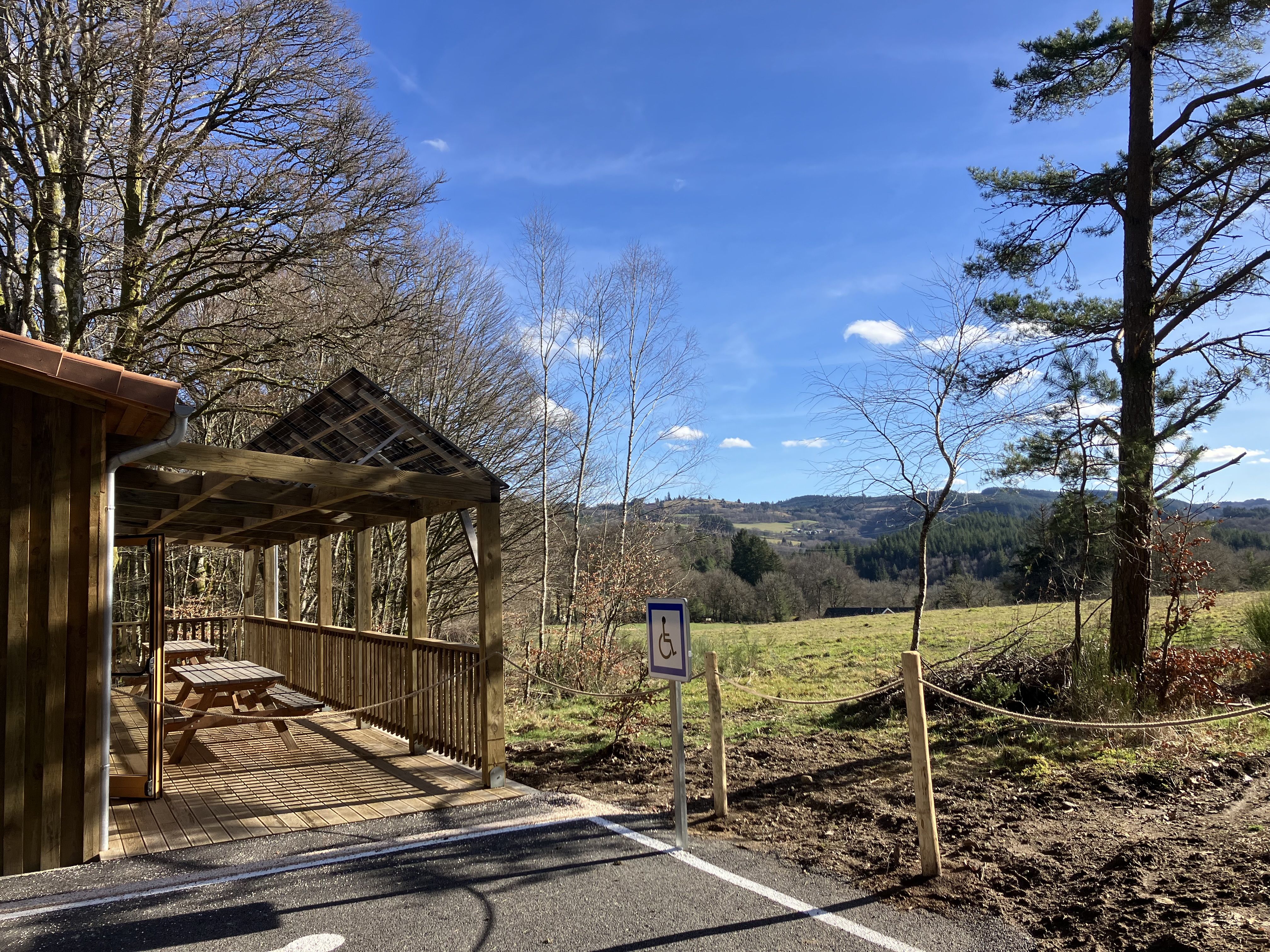 Hêtre en forêt, Nedde - photo 2