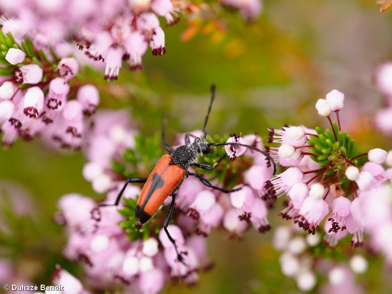 Les Pelouses Sèches