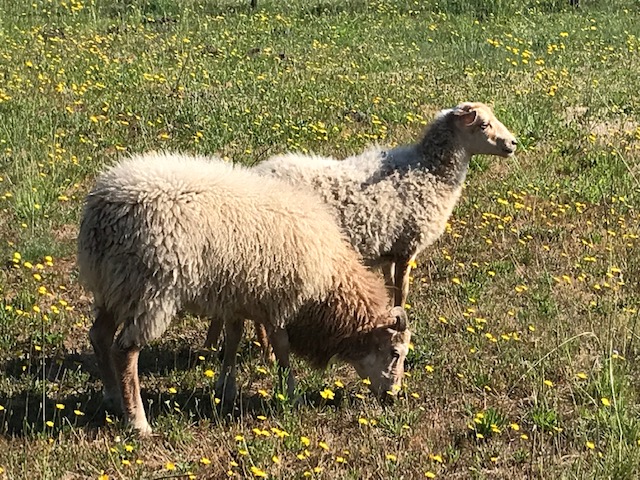 Villa l'Estuaire - chambres d'hôtes - photo 4