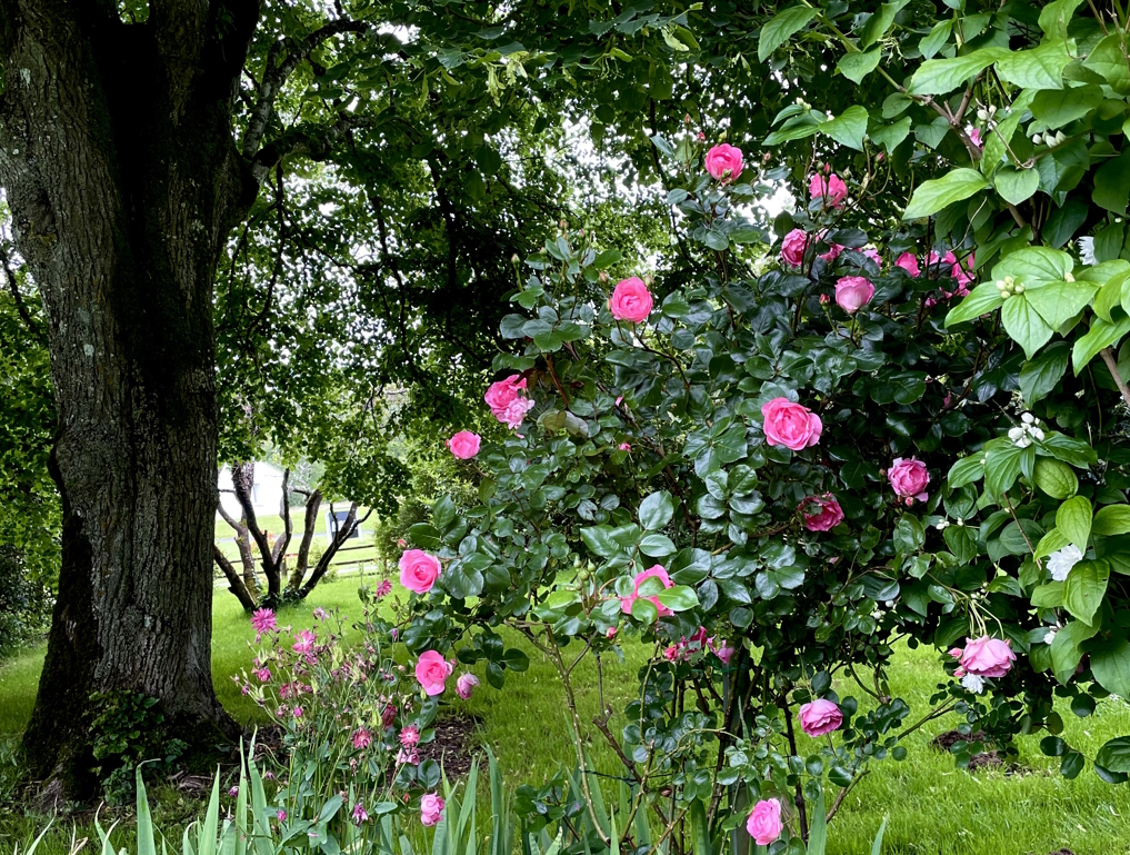 Chambre d'hôtes "Le Bain d'Alice", Saint-Laurent-sur-Gorre - photo 17