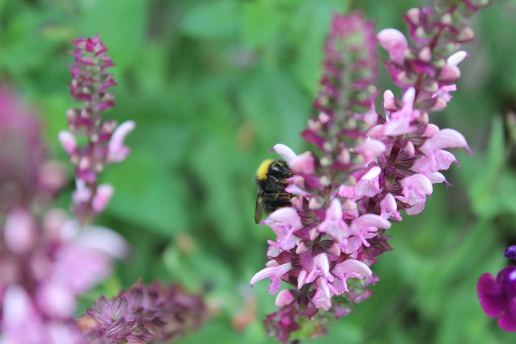 Pépinière Les Sauges de Vieilleville