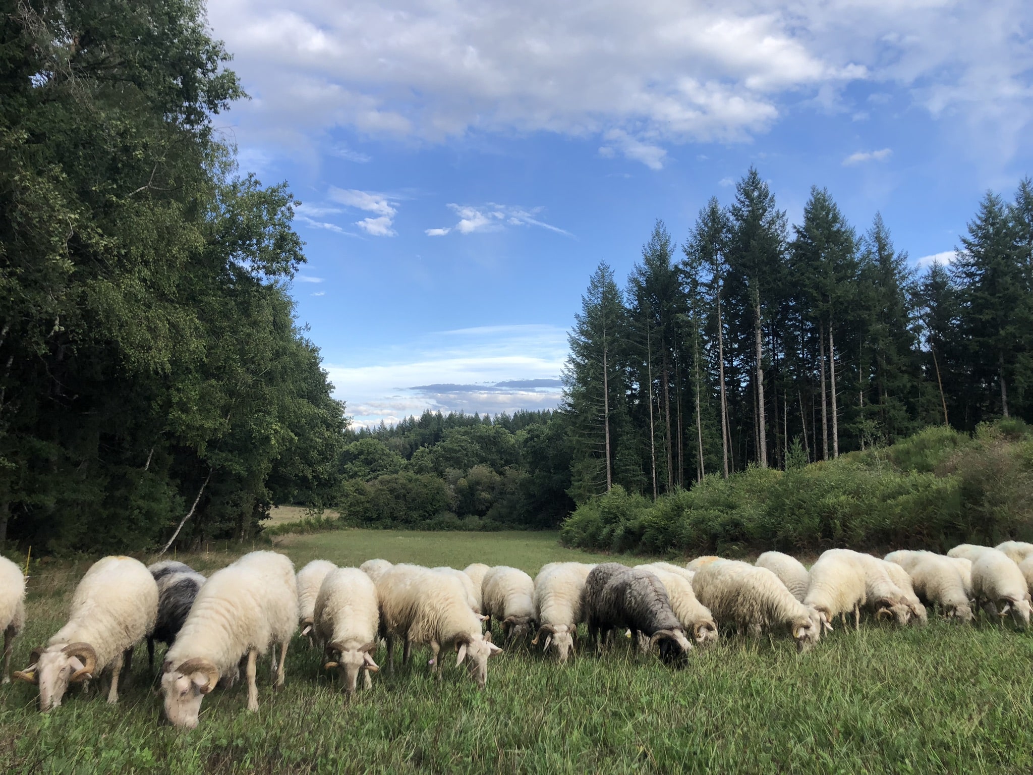 La Ferme de Ventadour - photo 4