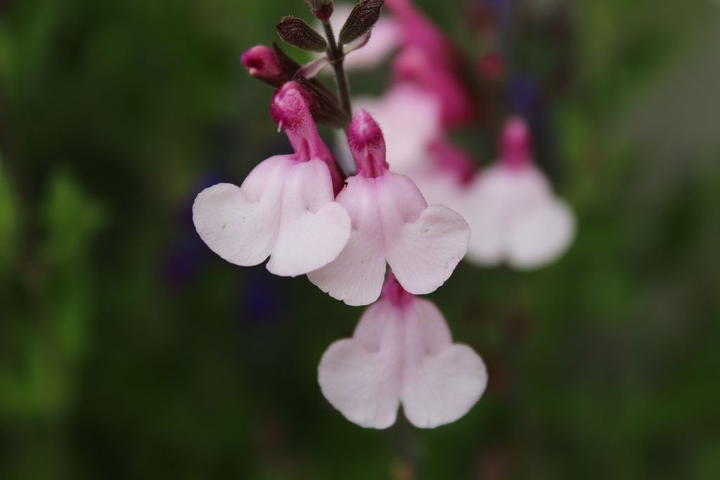 Pépinière Les Sauges de Vieilleville - photo 5