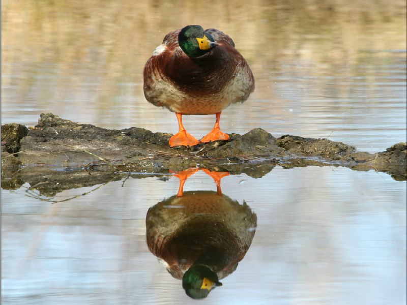 Au Teich, comme un oiseau sur le sentier du littoral - photo 2