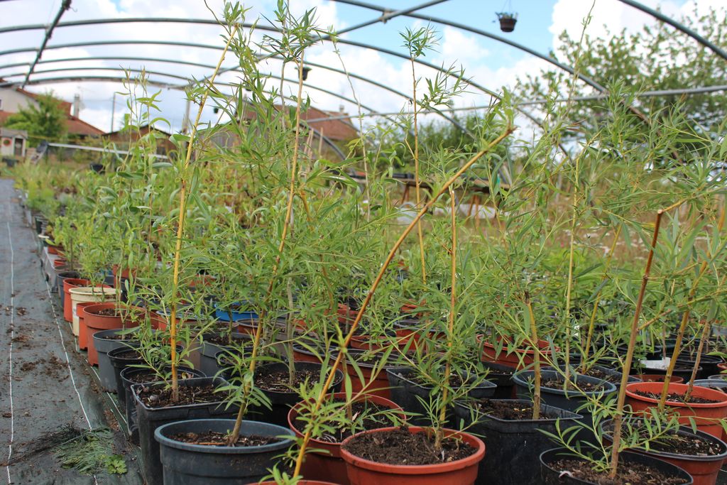 Pépinière Les Sauges de Vieilleville - photo 2