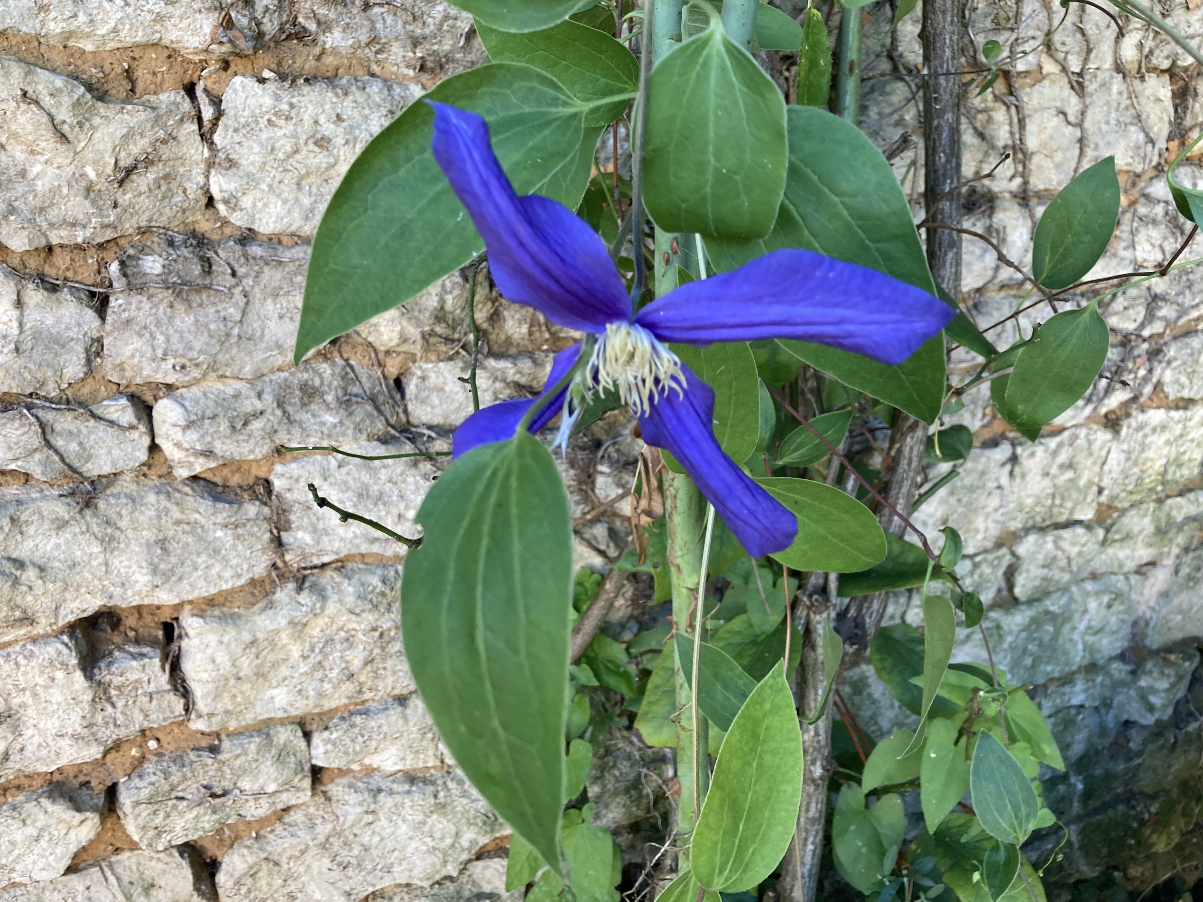 La Maison de Léon, Celles-sur-Belle - photo 4