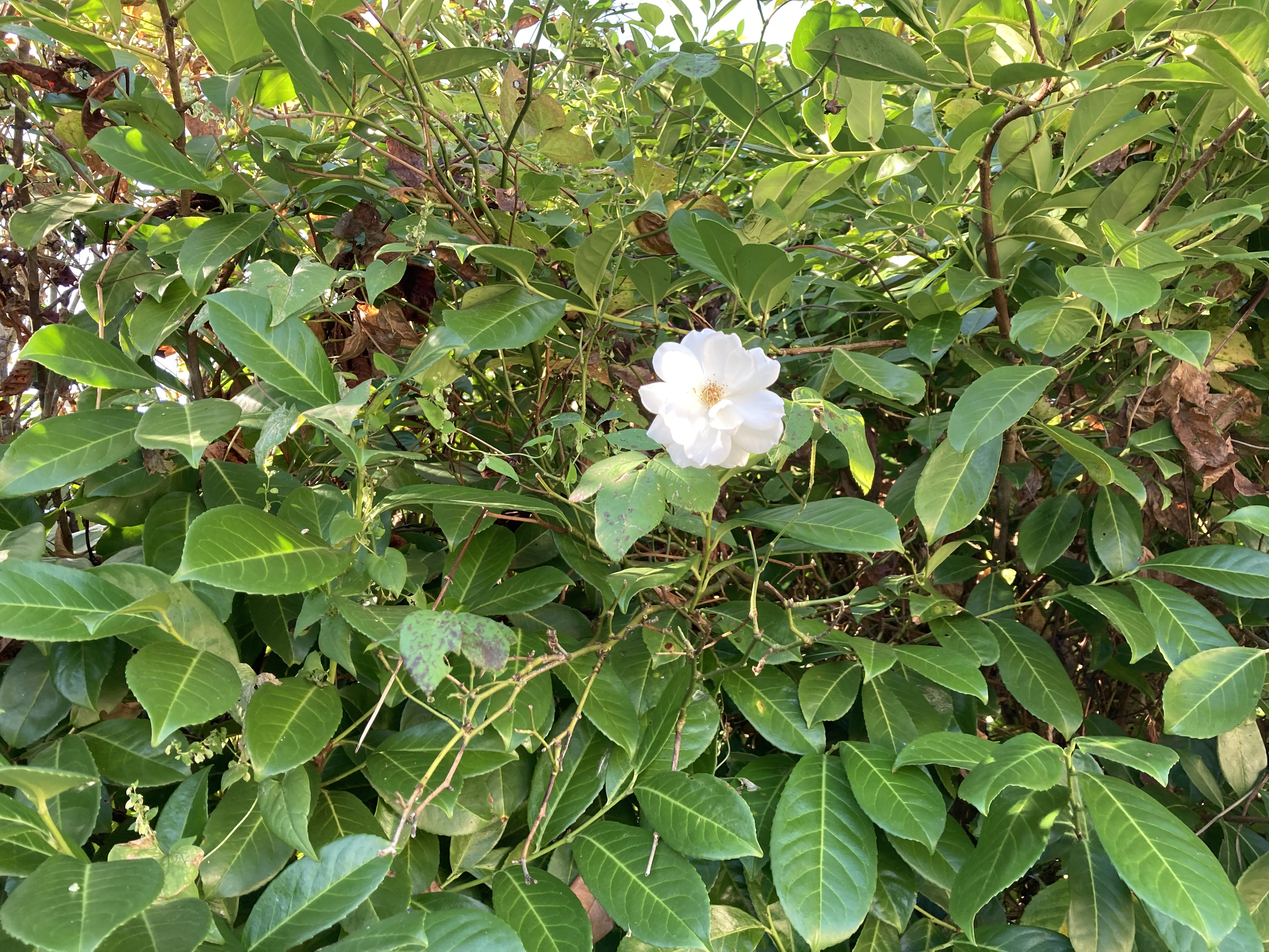 La Maison de Léon, Celles-sur-Belle - photo 16
