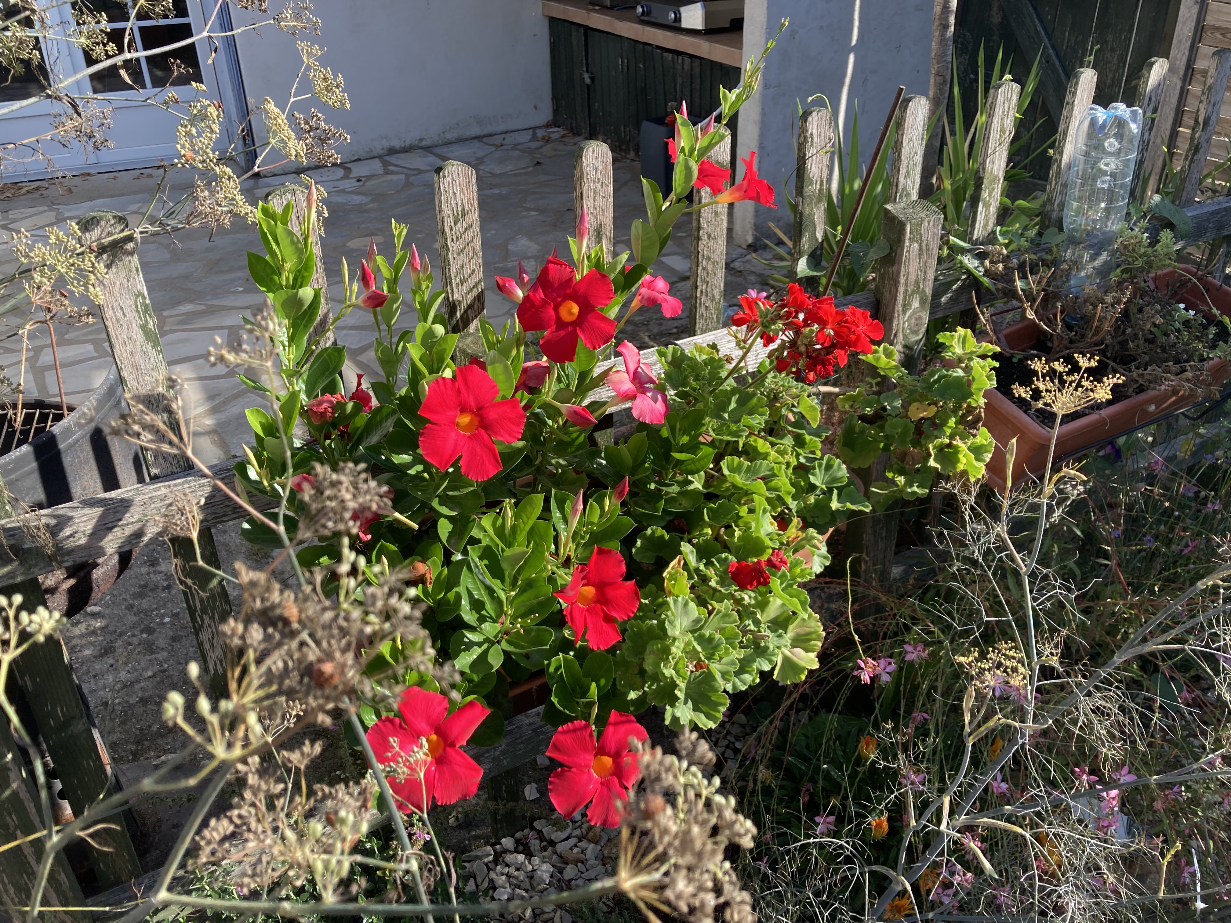 La Maison de Léon, Celles-sur-Belle