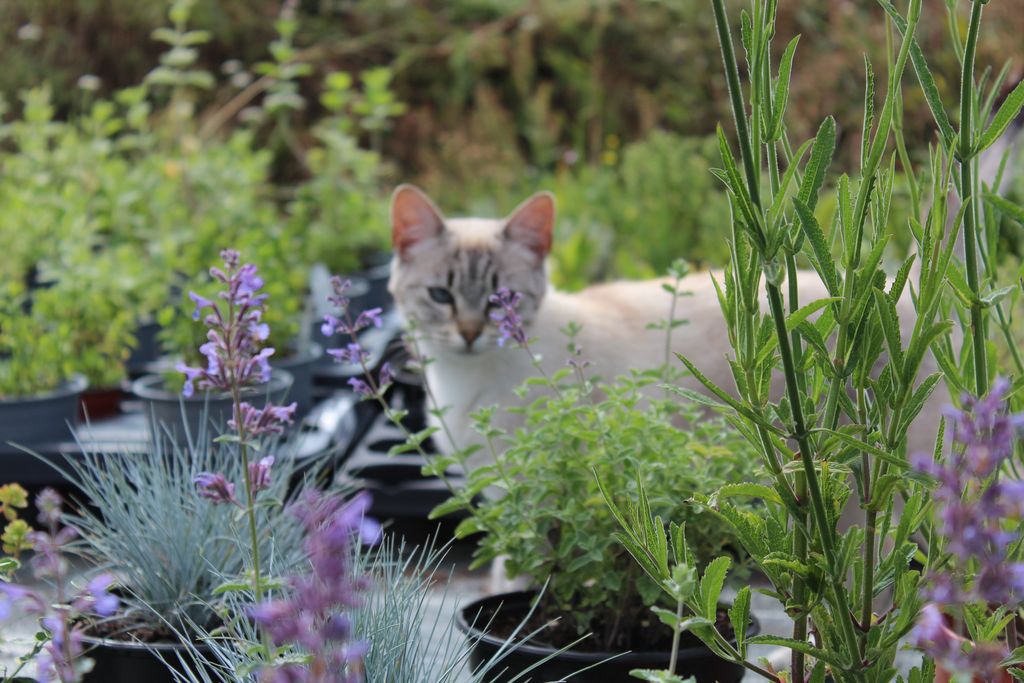 Pépinière Les Sauges de Vieilleville - photo 4