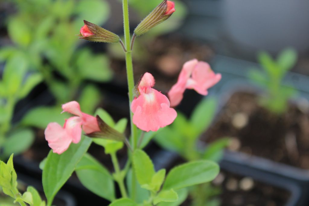 Pépinière Les Sauges de Vieilleville - photo 3
