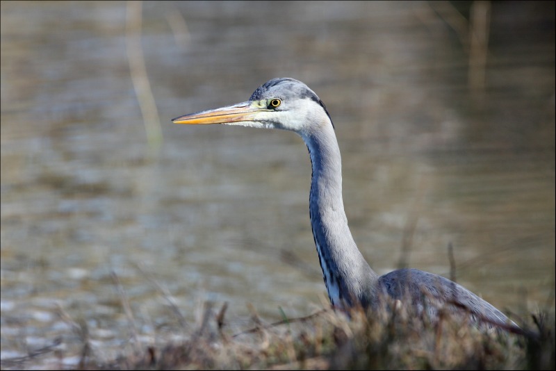 Au Teich, comme un oiseau sur le sentier du littoral - photo 5