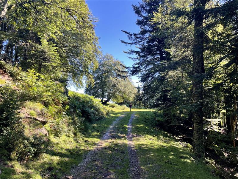 Plateau d'altitude d'Issarbe 