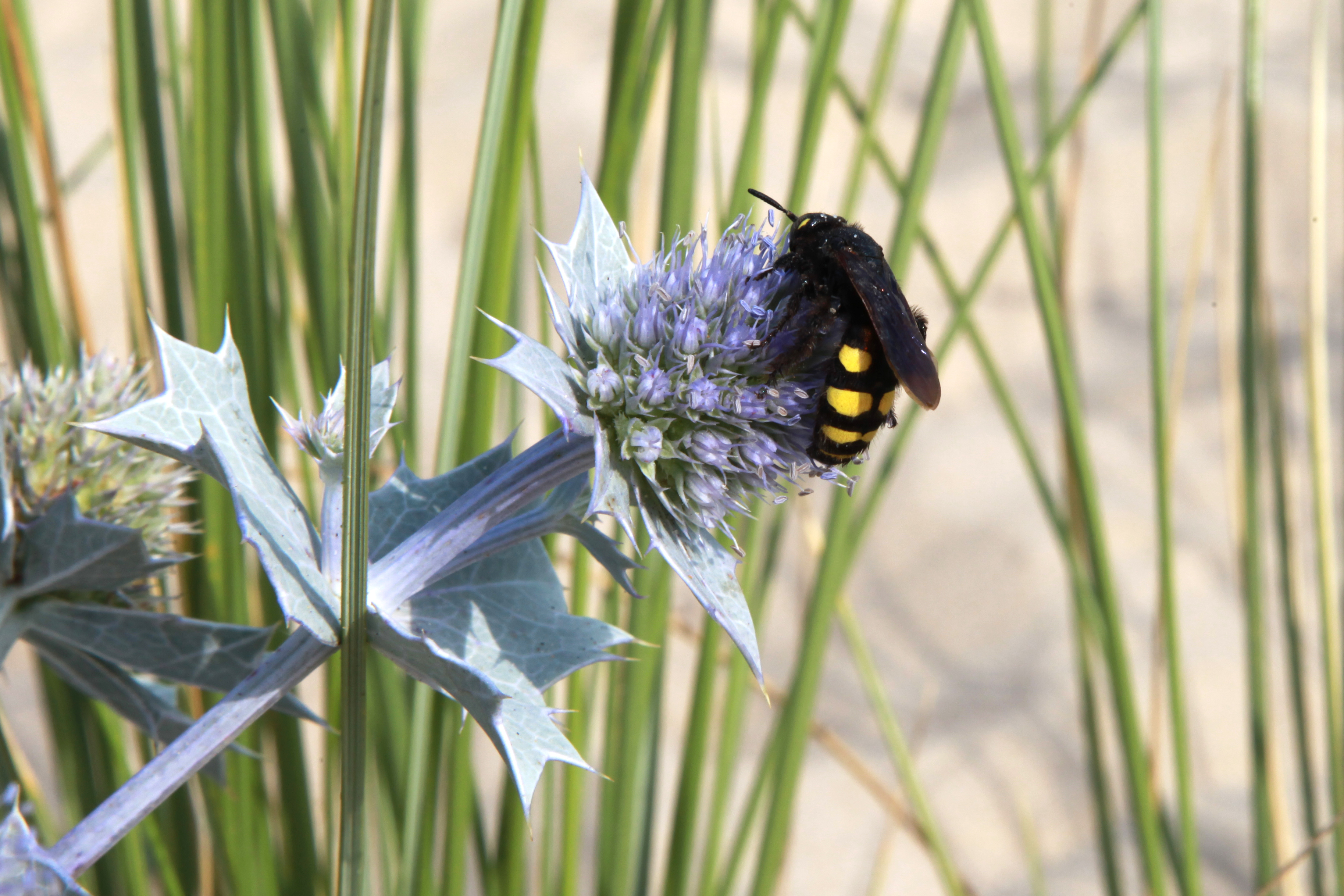 Le sentier dunaire de Soulac-sur-Mer