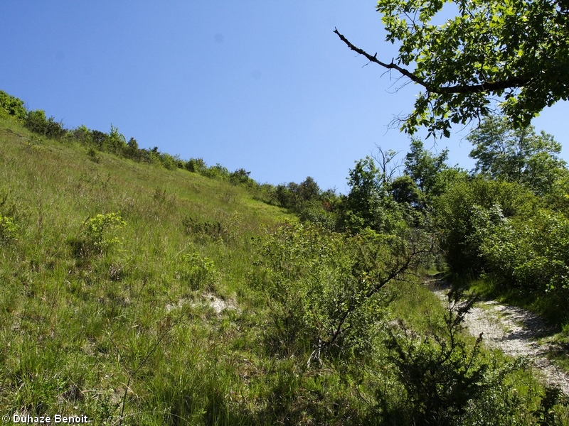 Les Pelouses Sèches - photo 4