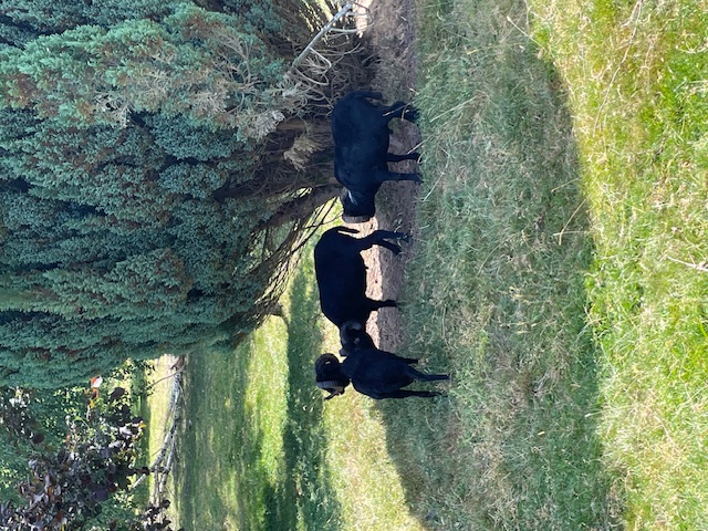 Le Petit Gîte Creusois, La Souterraine - photo 5