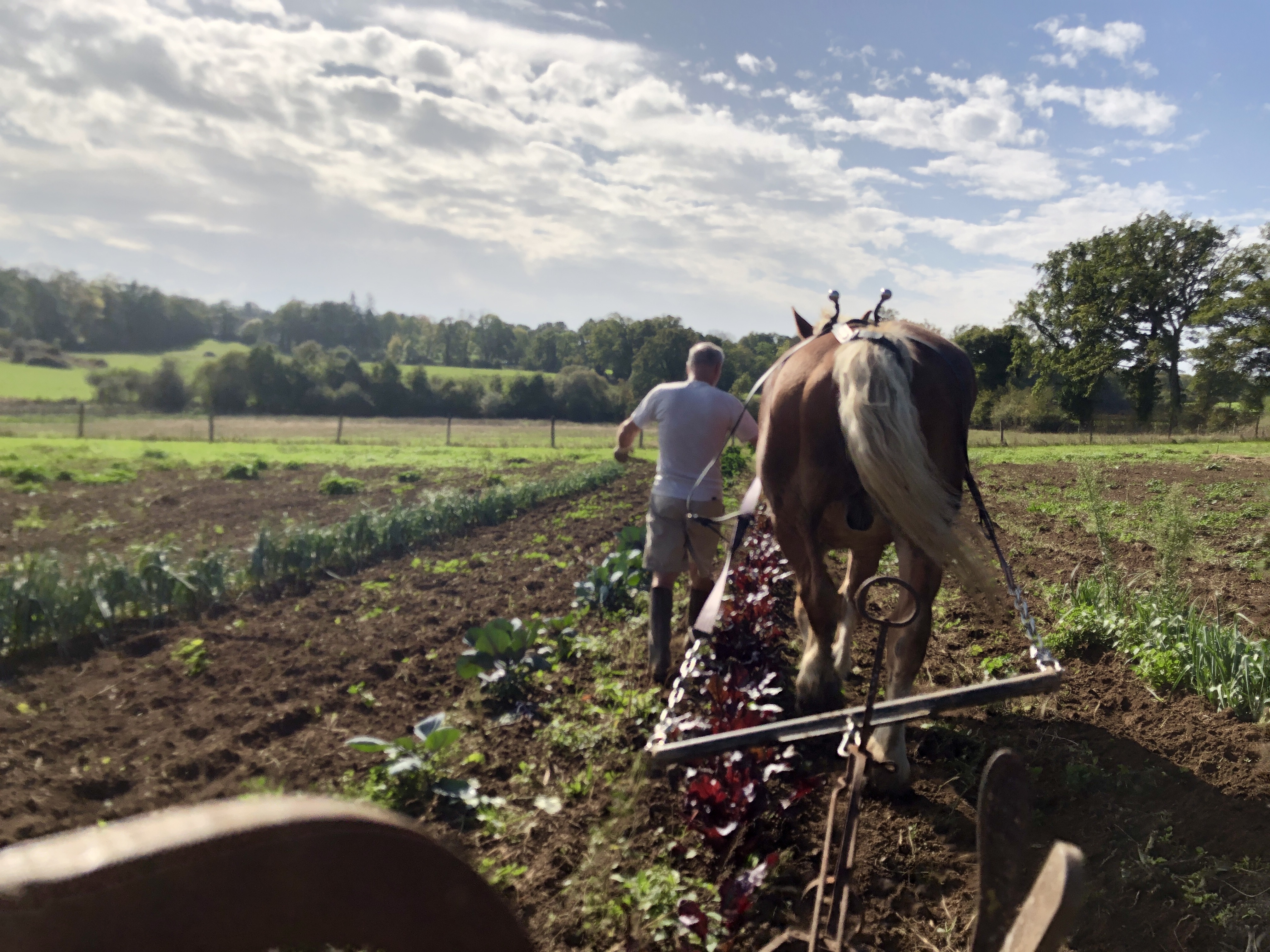 A la ferme aux cinq sens - Ferme traditionnelle - photo 4