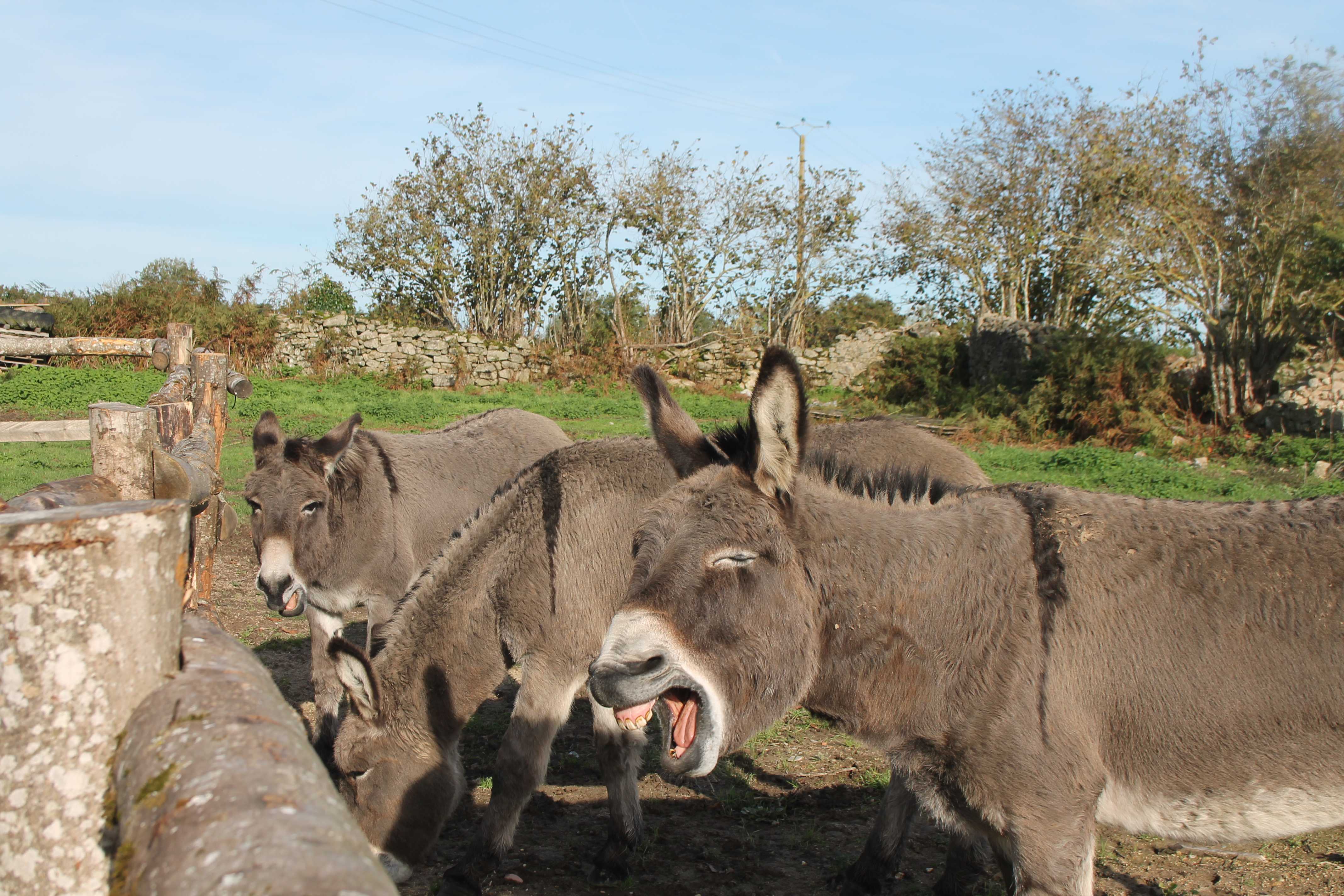 Le Marronnier, Parthenay - photo 2