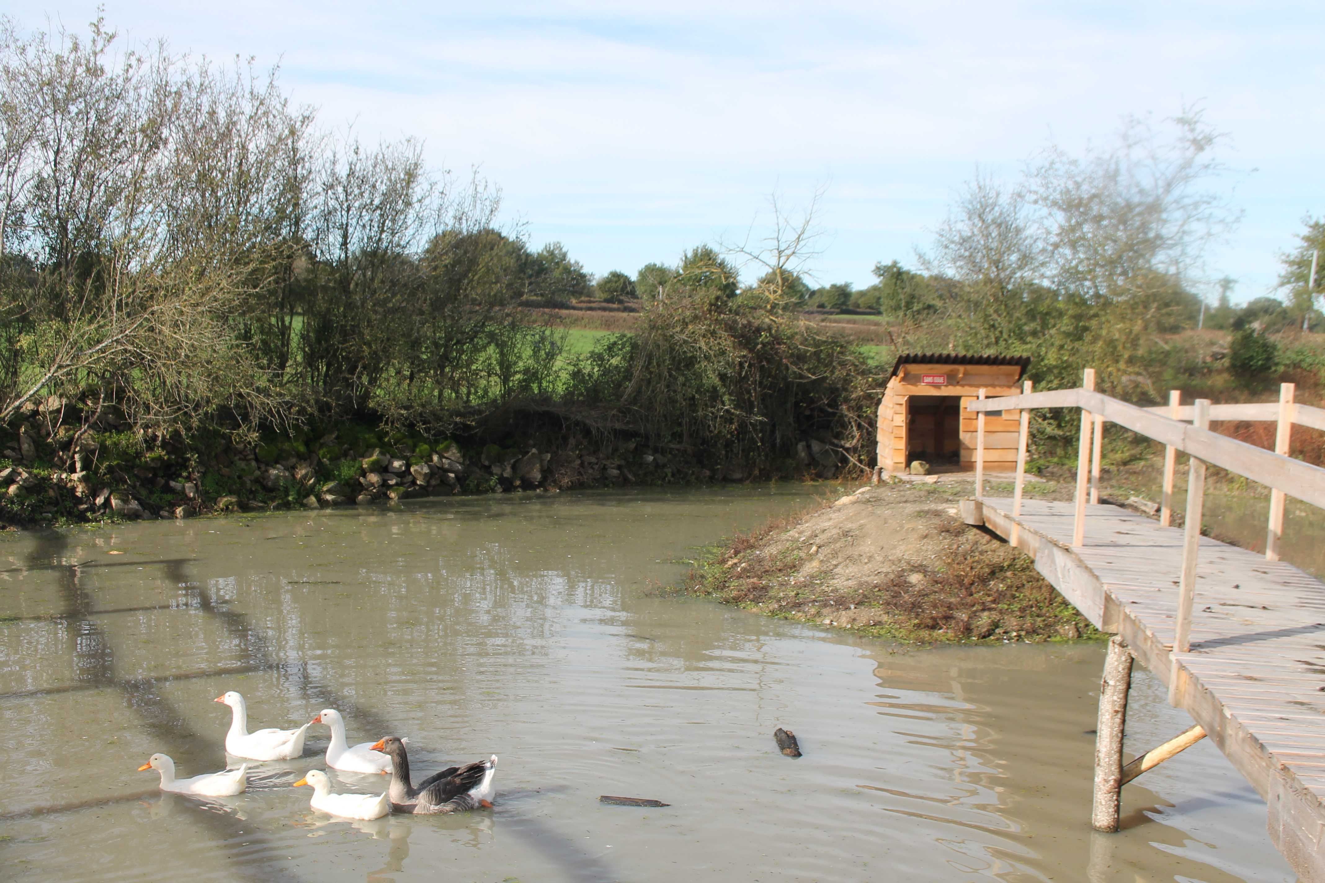 Le Marronnier, Parthenay - photo 7