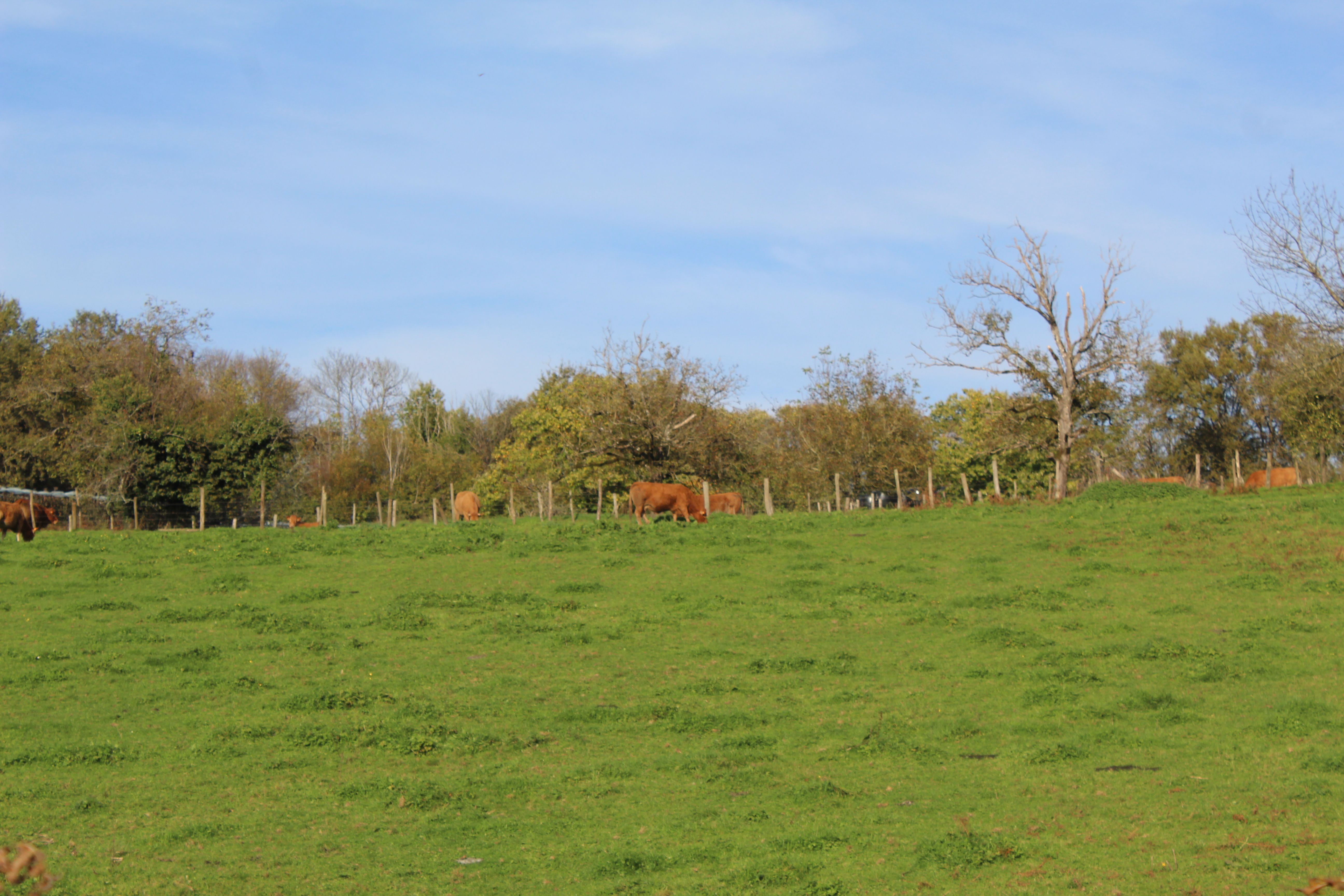 Sur les pas d'Innocent VI, Beyssac - photo 7