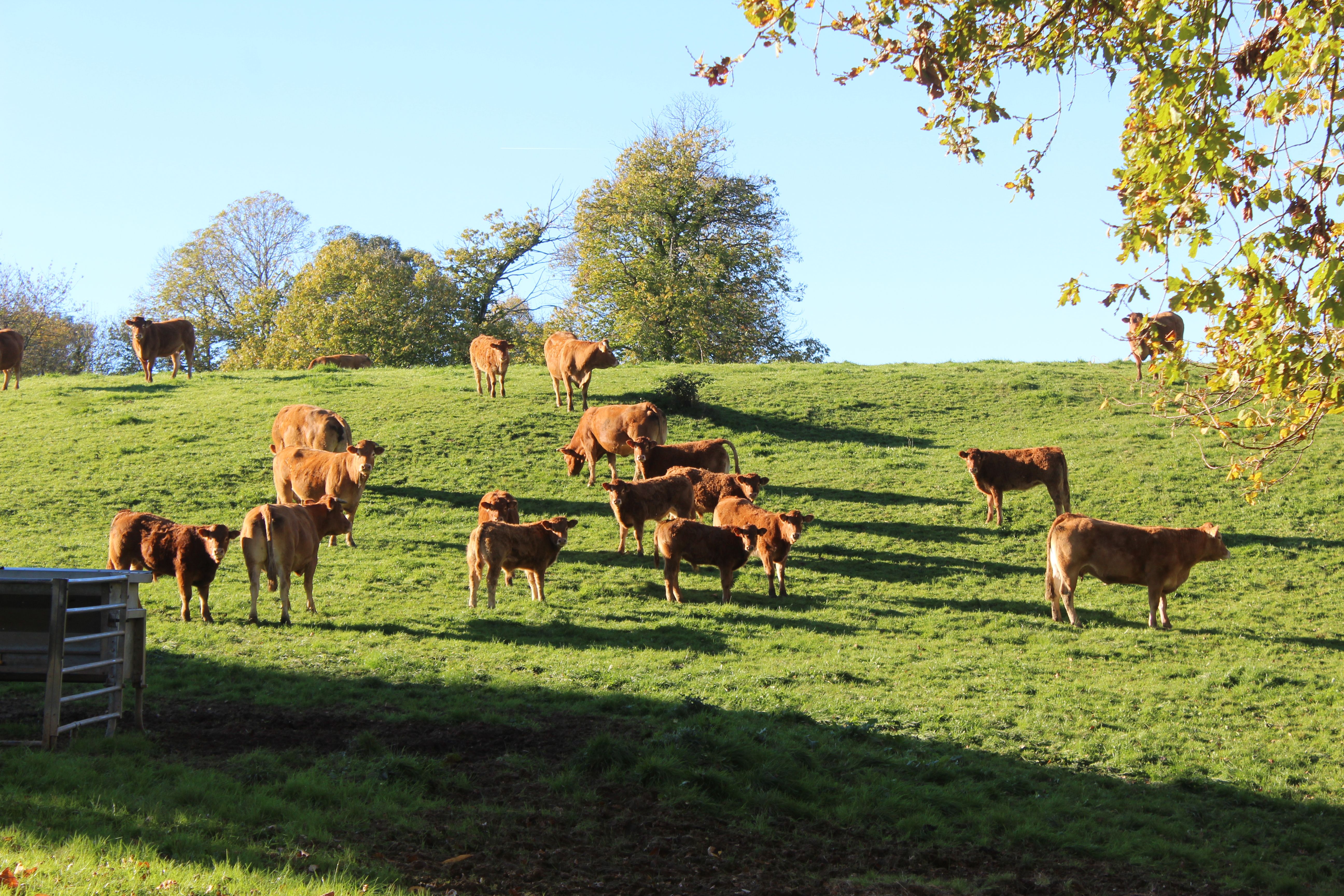 Le Tilleul de Sully, Montgibaud - photo 3