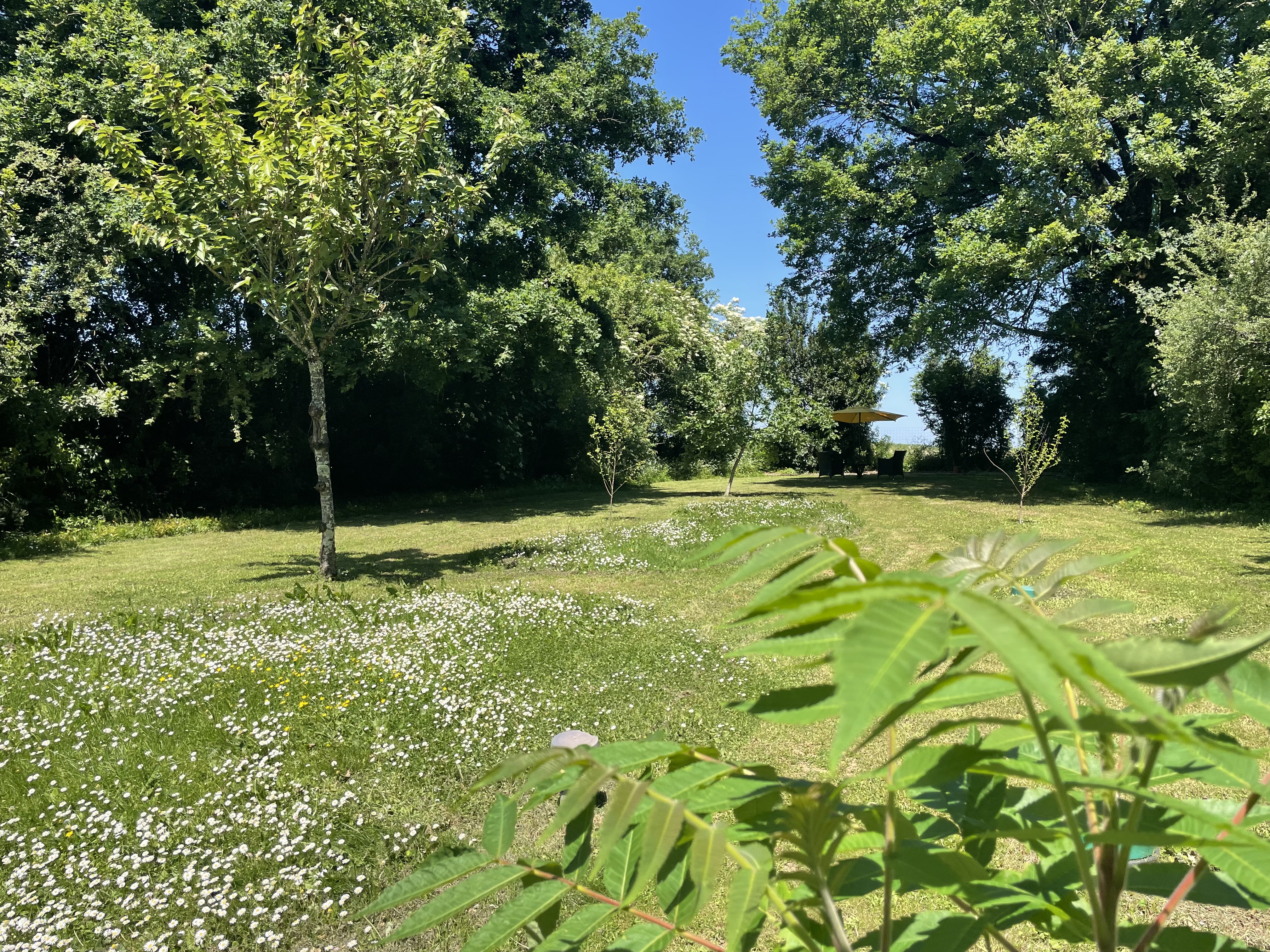 Le Rêve de Breuillac, Surin - photo 10
