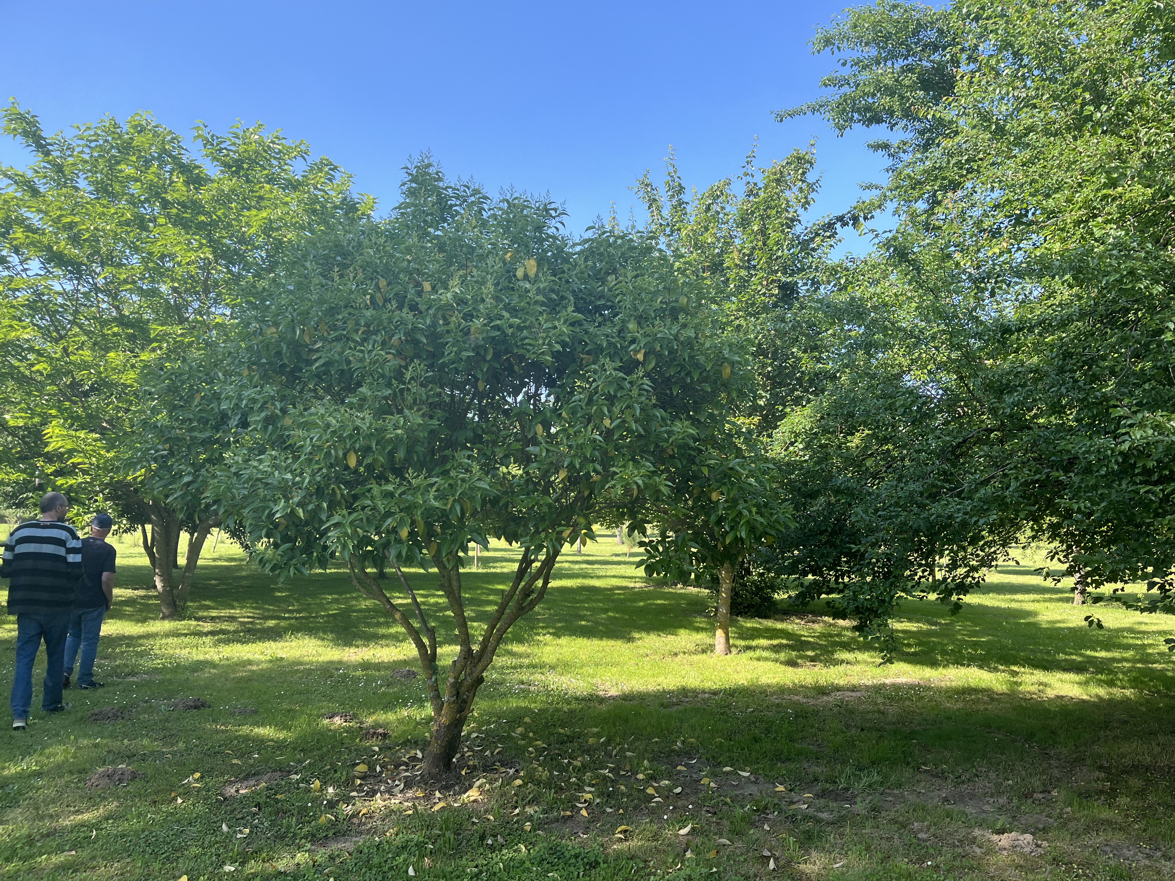Parc Alcide Dihars, Pujols - photo 2
