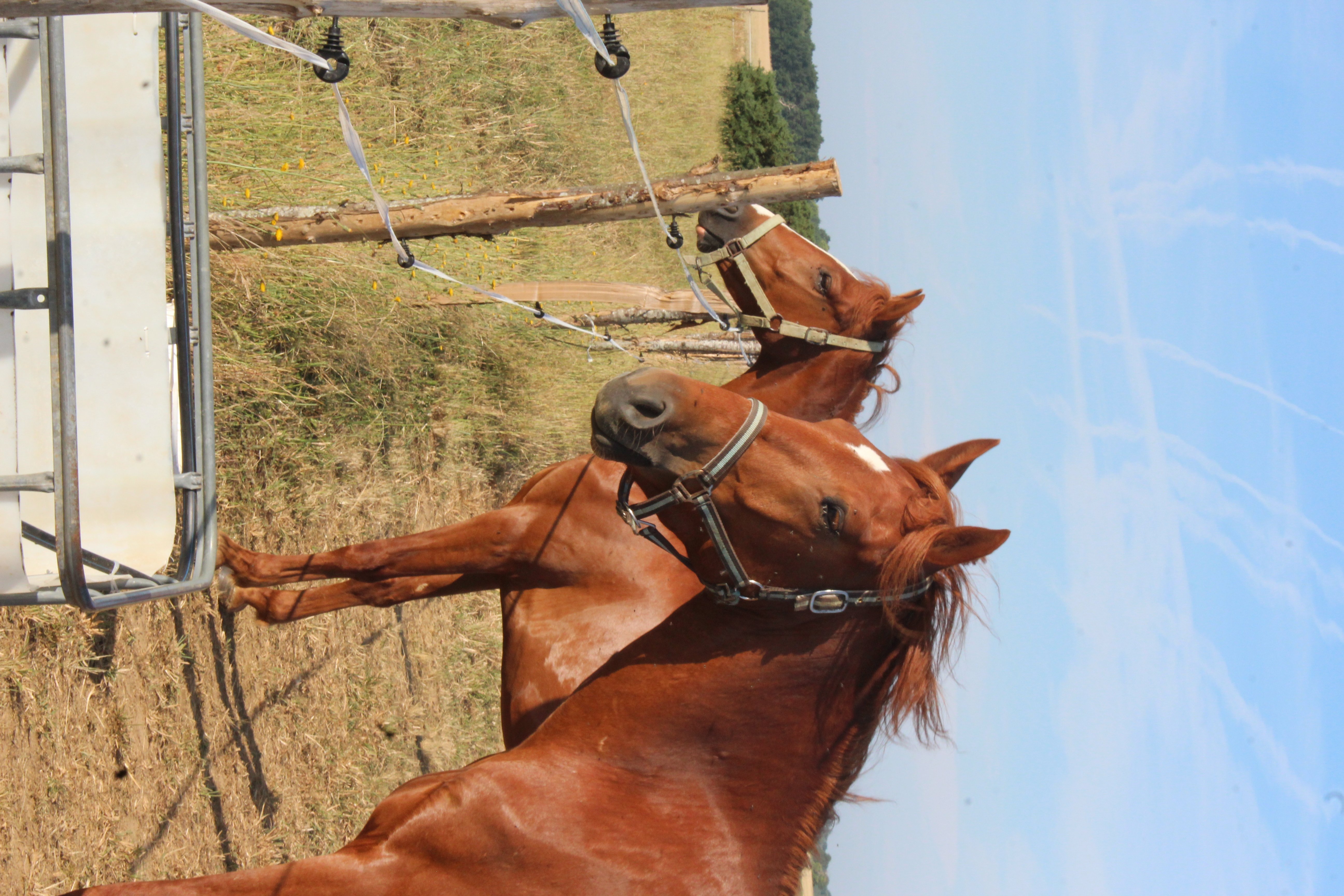 Au pré discis - photo 4