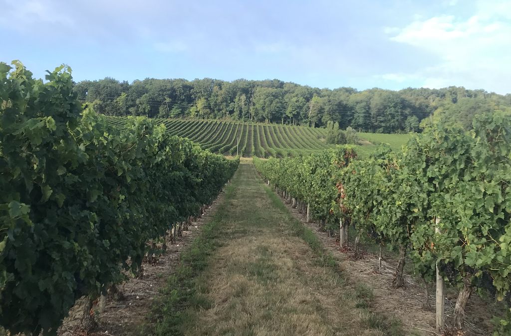 Château Fongrenier - photo 4