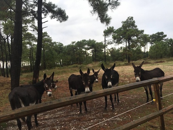 Atlantic Club Equestre - Ferme pédagogique, Vendays-Montalivet - photo 11